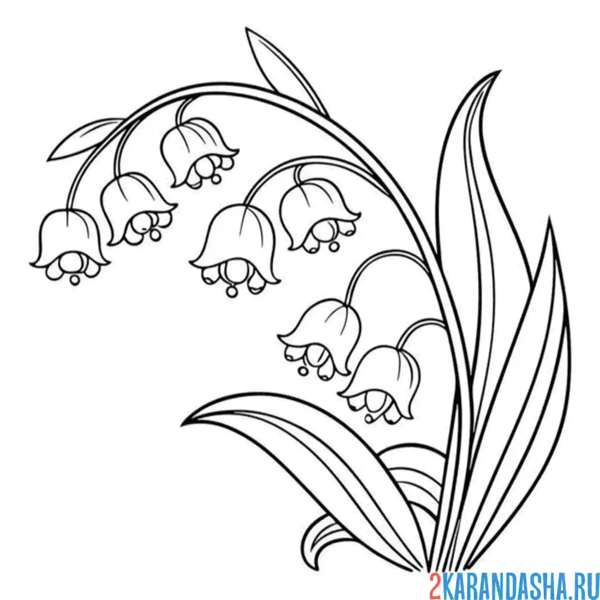 Раскраска ландыши миленькие