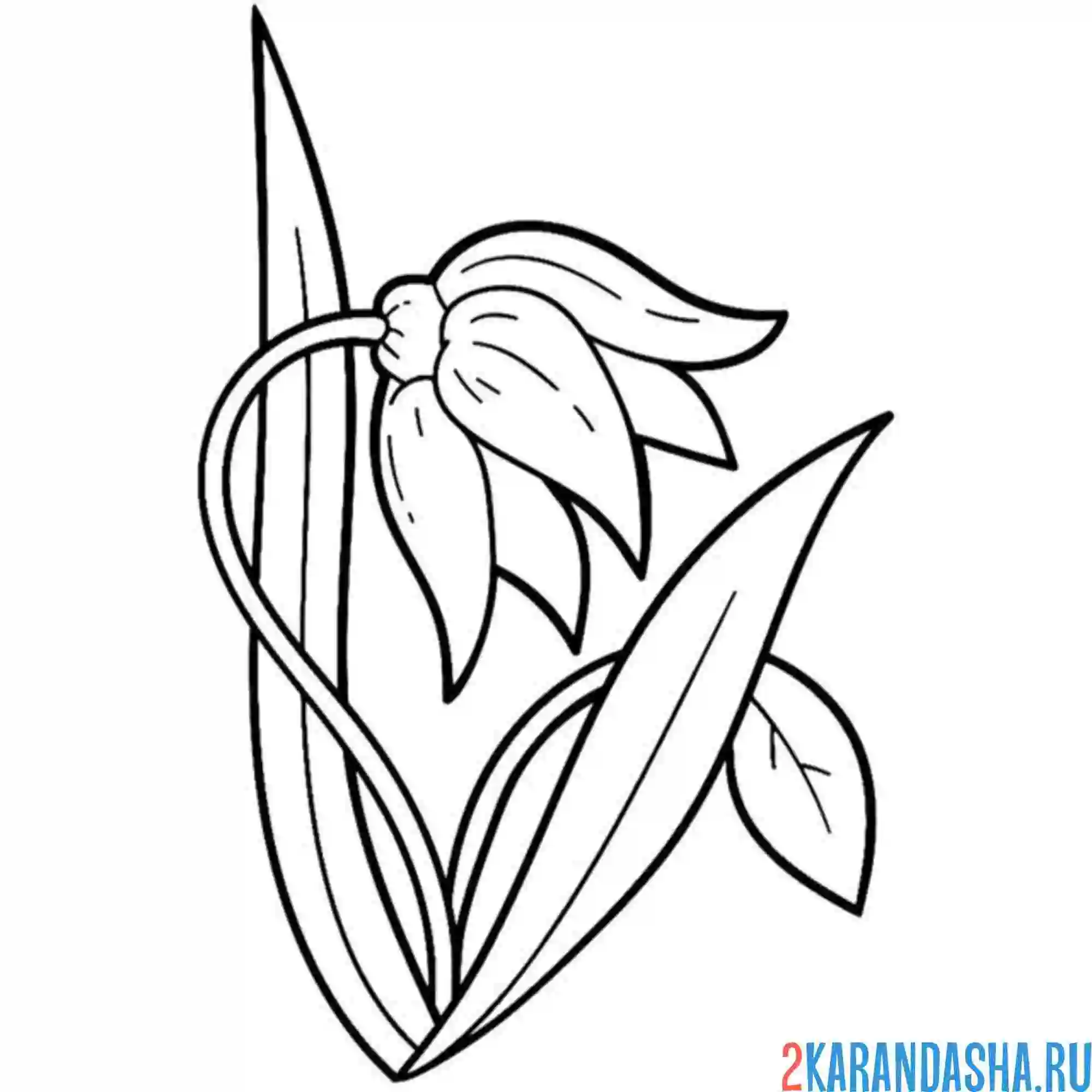 Раскраска один ландыш