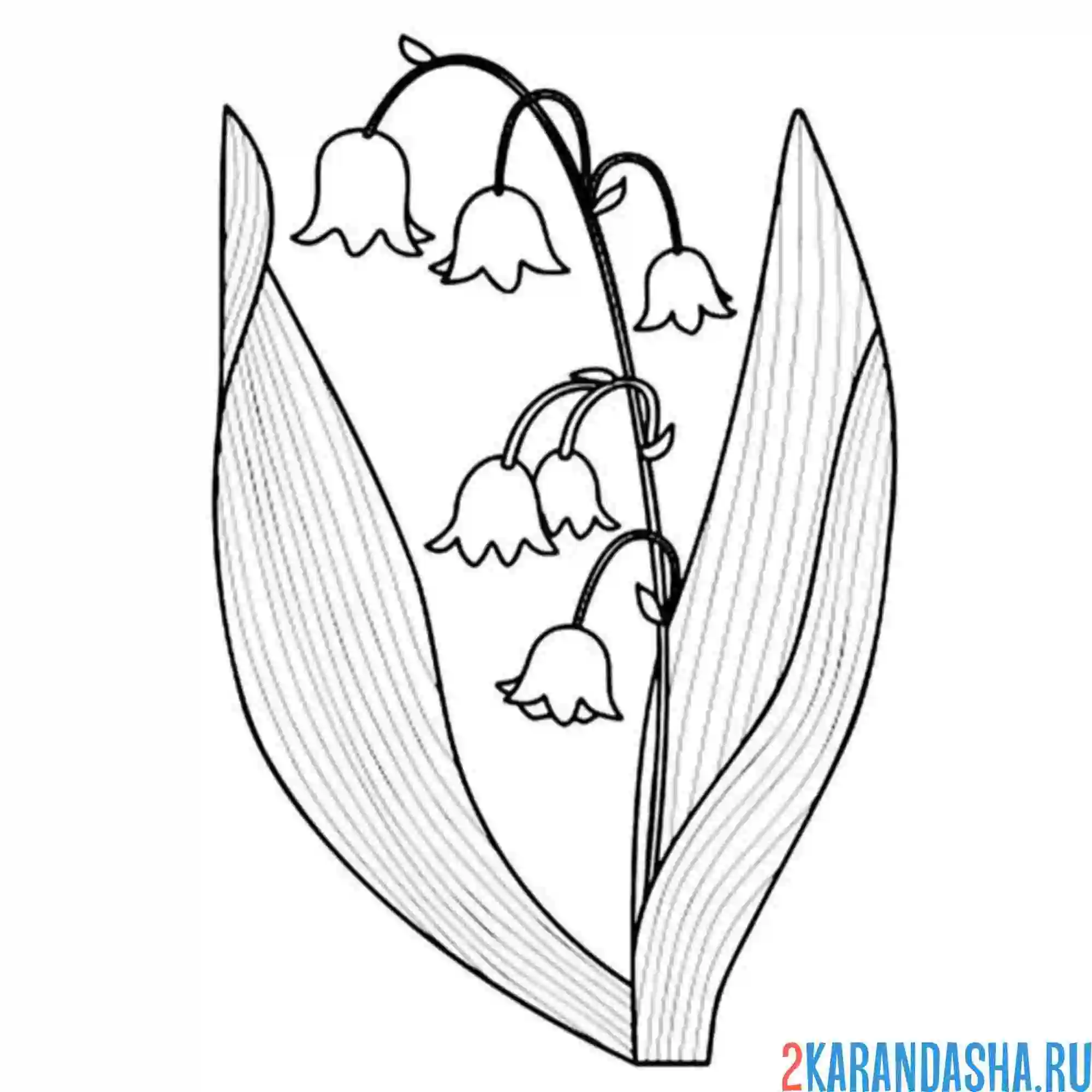 Раскраска ландыш цветочек