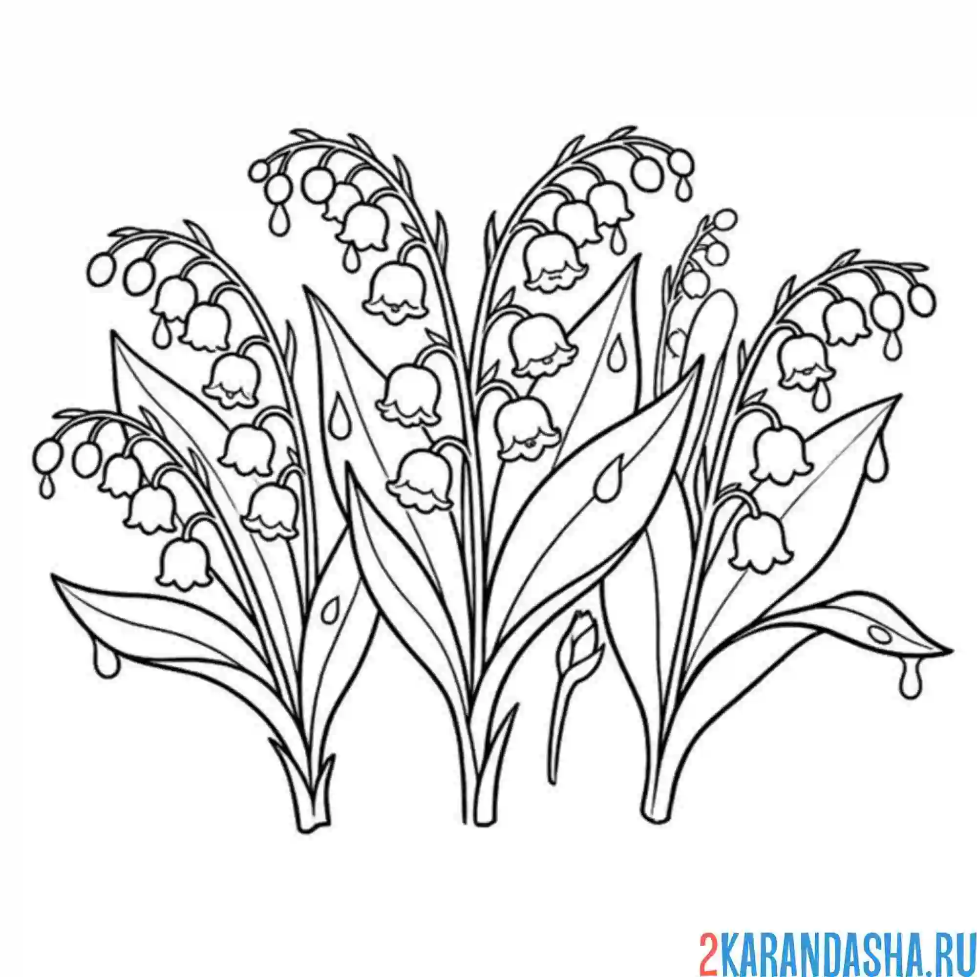 Раскраска несколько цветочков ландыши