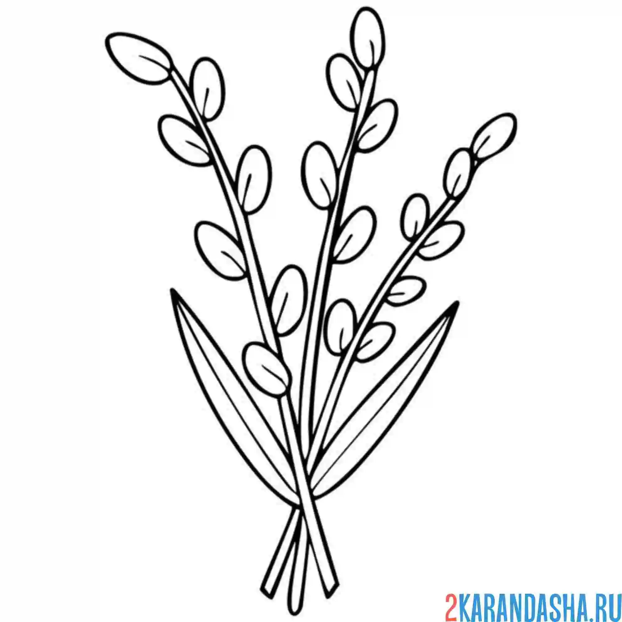Раскраска веточка вербы
