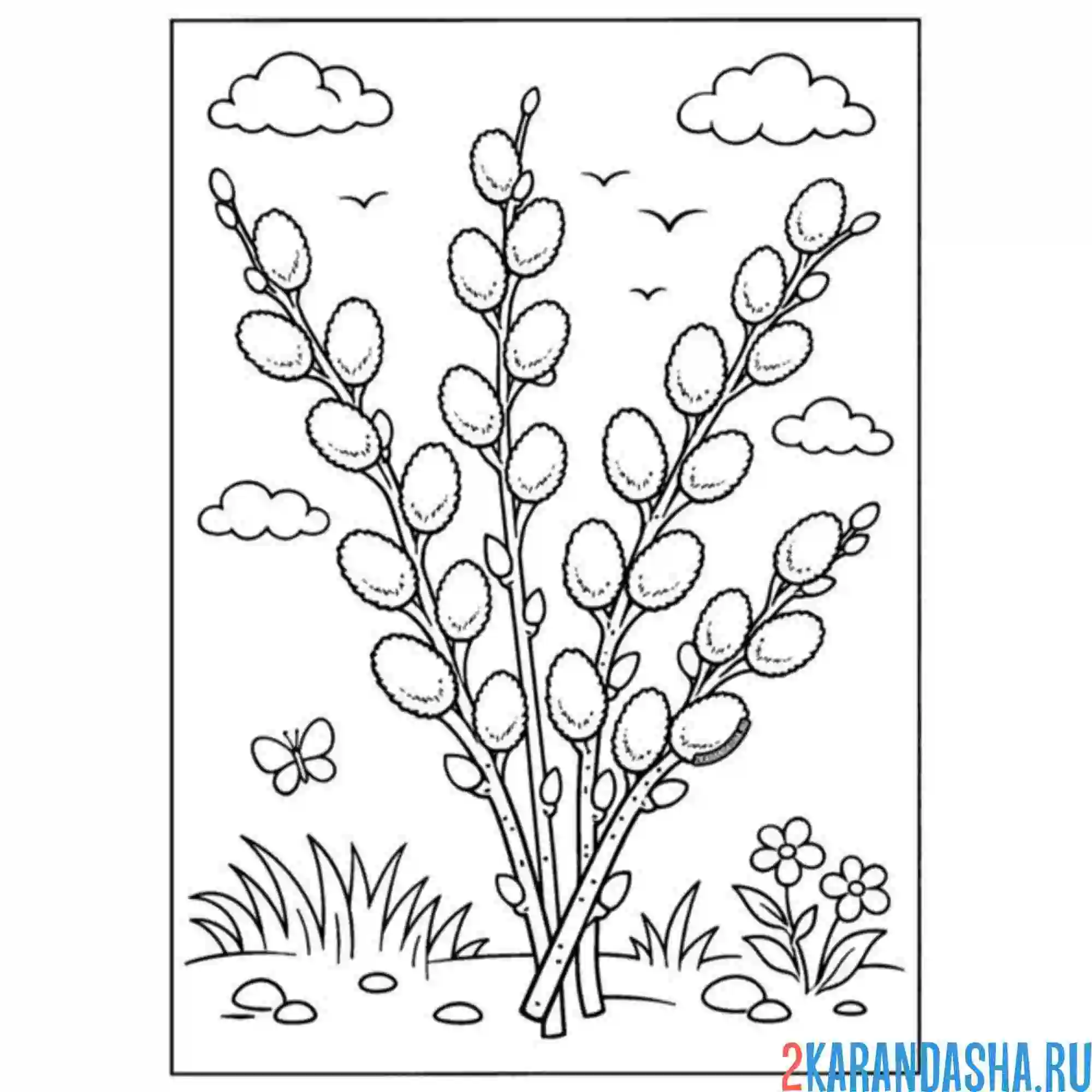 Раскраска верба веточка