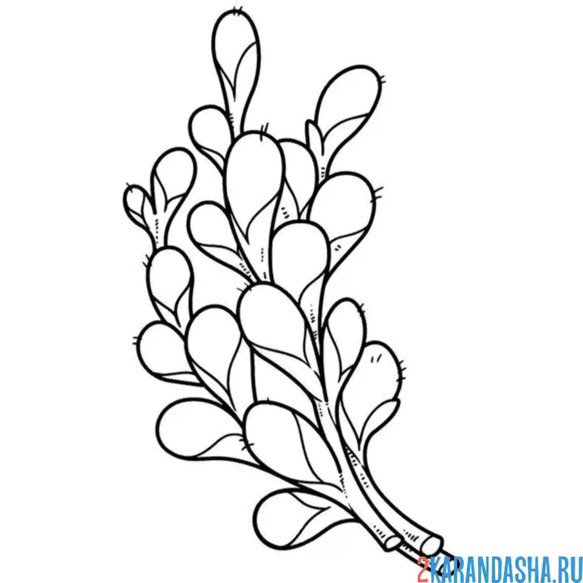 Раскраска маленькая верба