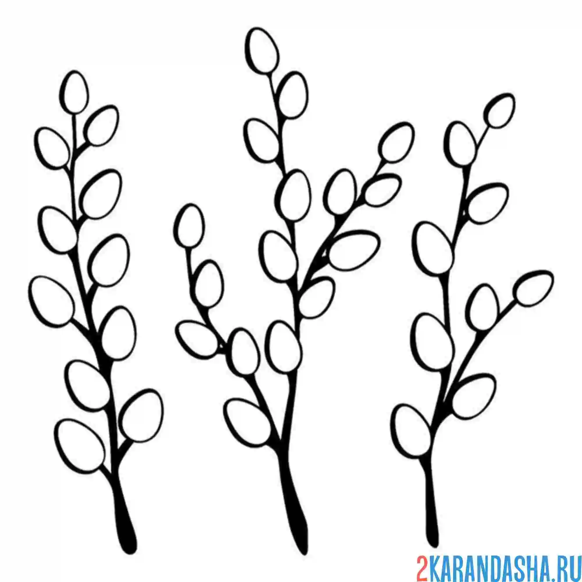 Раскраска пушистая верба