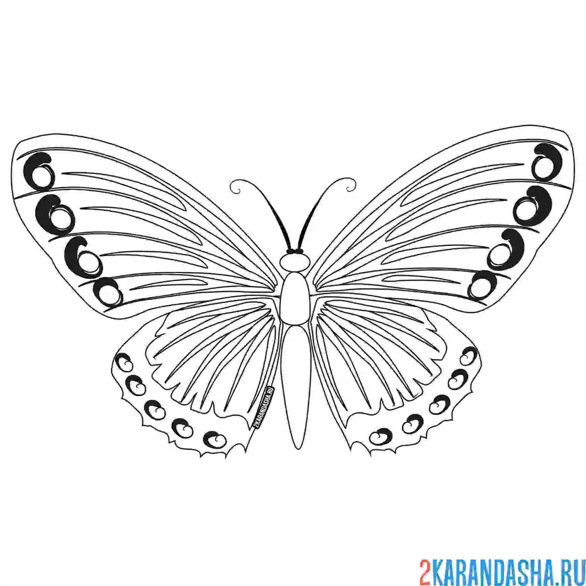 Раскраска бабочка с пятнышками на крыльях