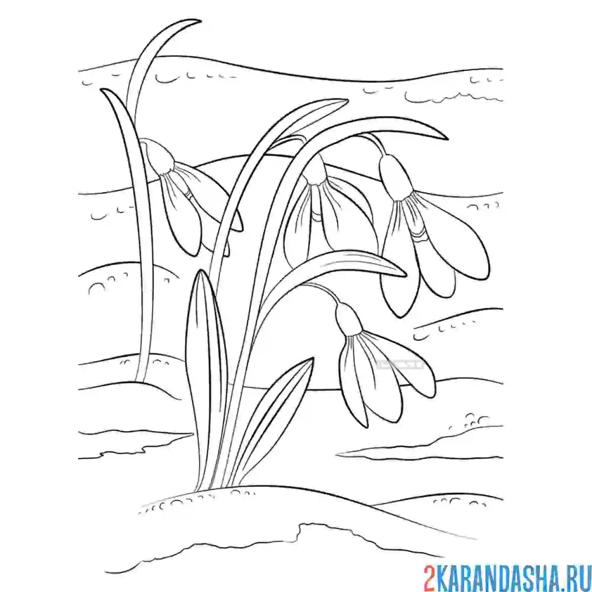 Раскраска весенние подснежники