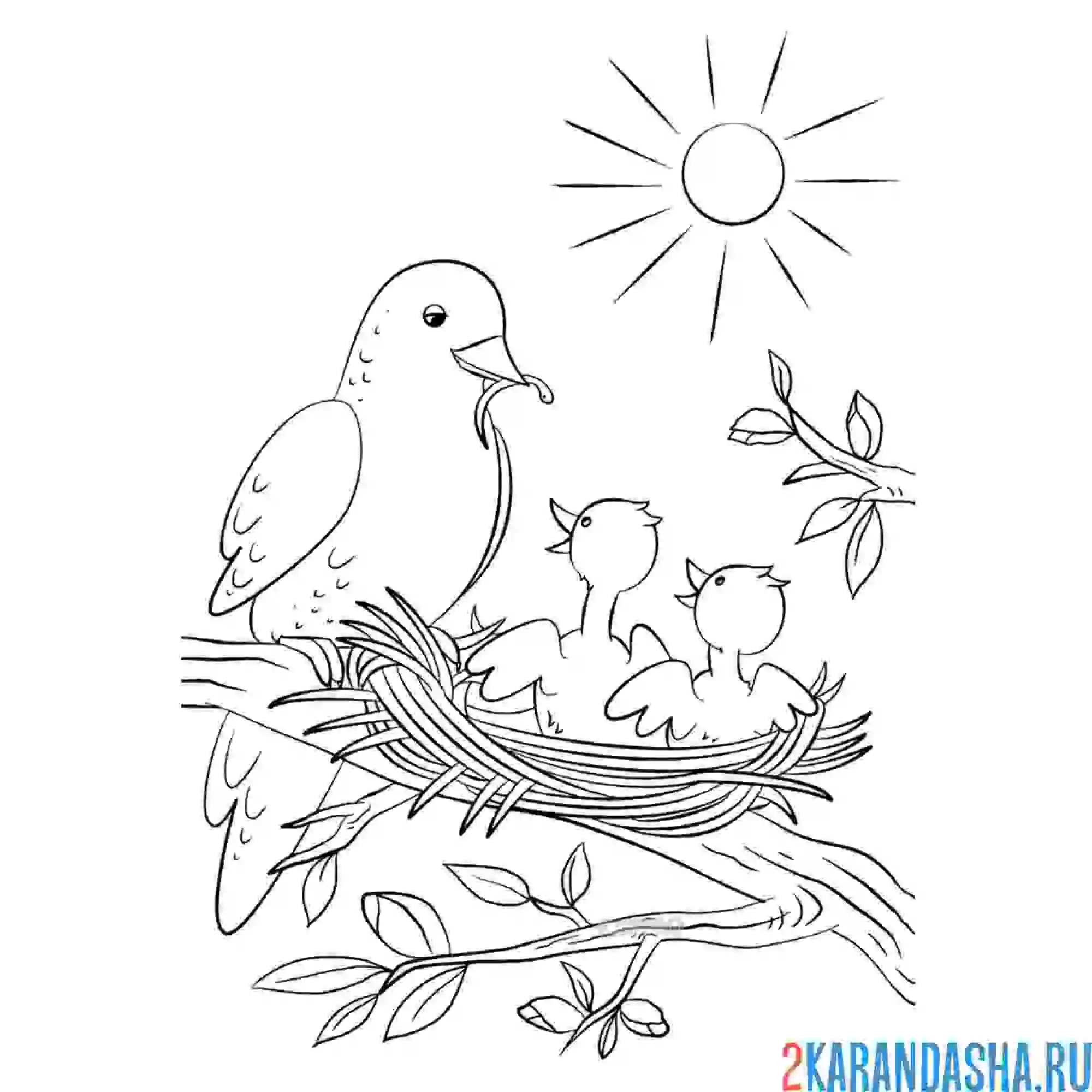 Раскраска птица с птенцами в гнезде