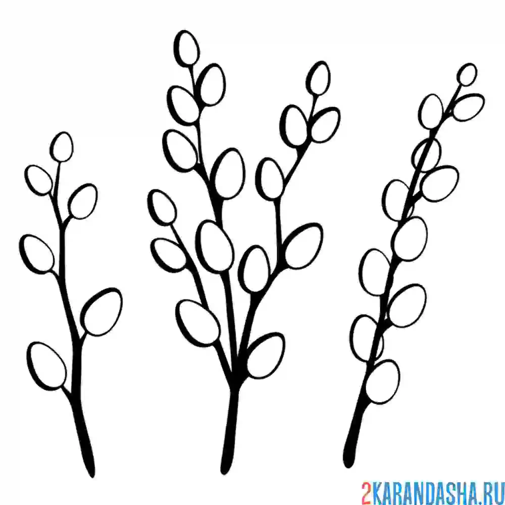 Раскраска весенняя верба