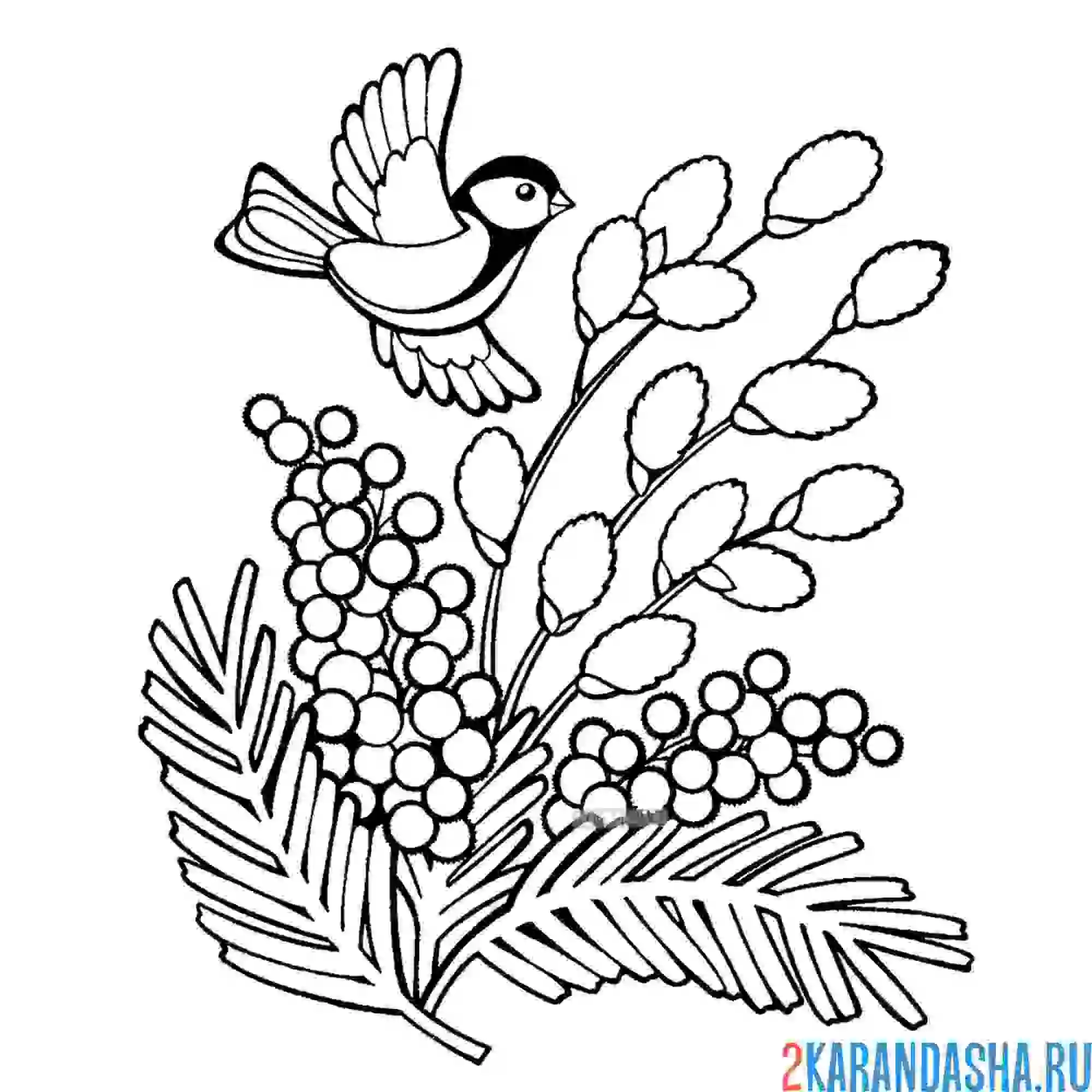 Раскраска птичка и весенние вербные веточки