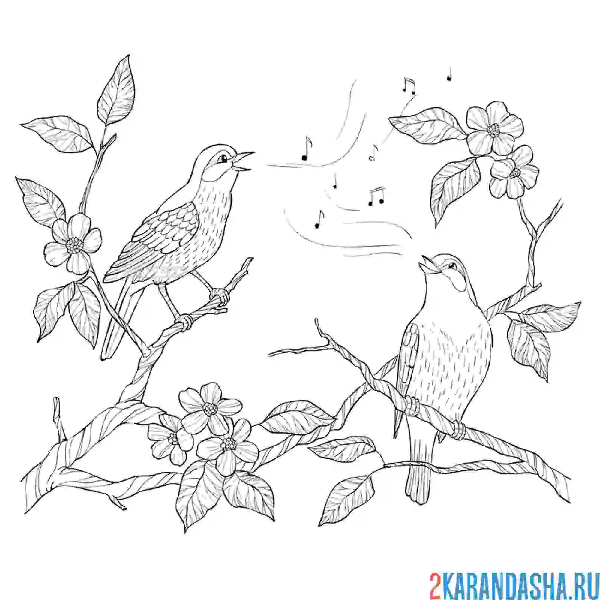 Раскраска природа с поющими птицами