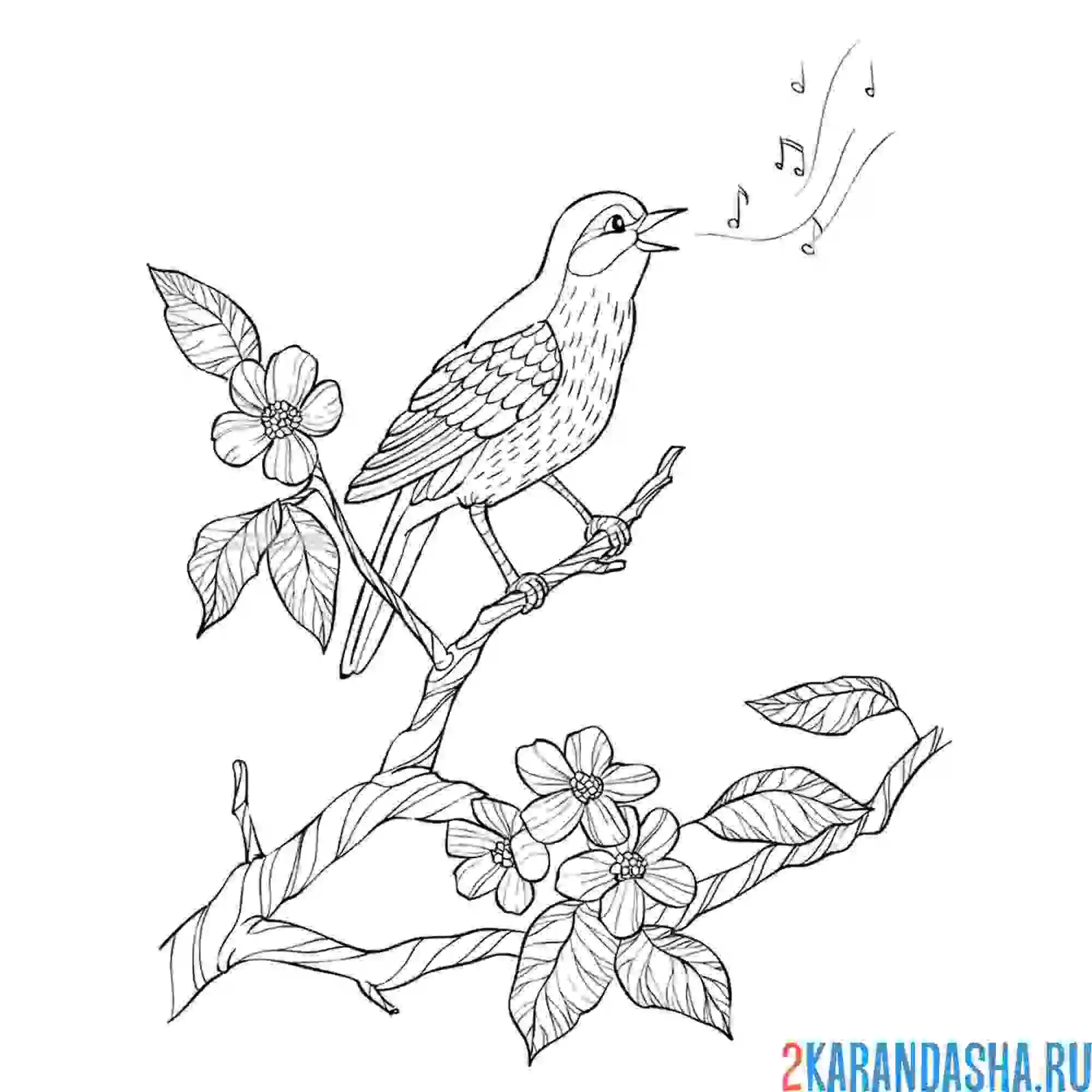 Раскраска скворец птица на цветущей ветке