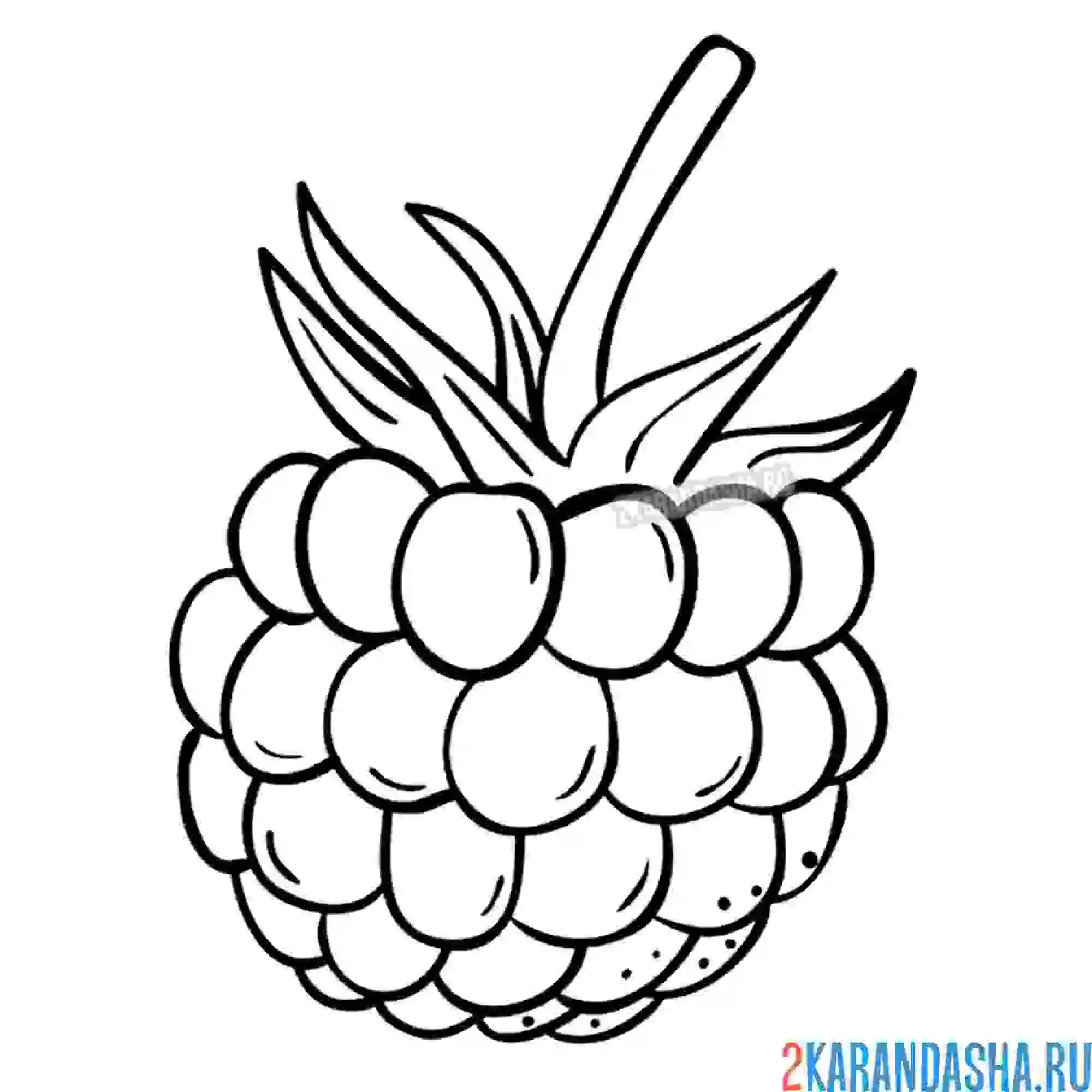 Раскраска сочная малина