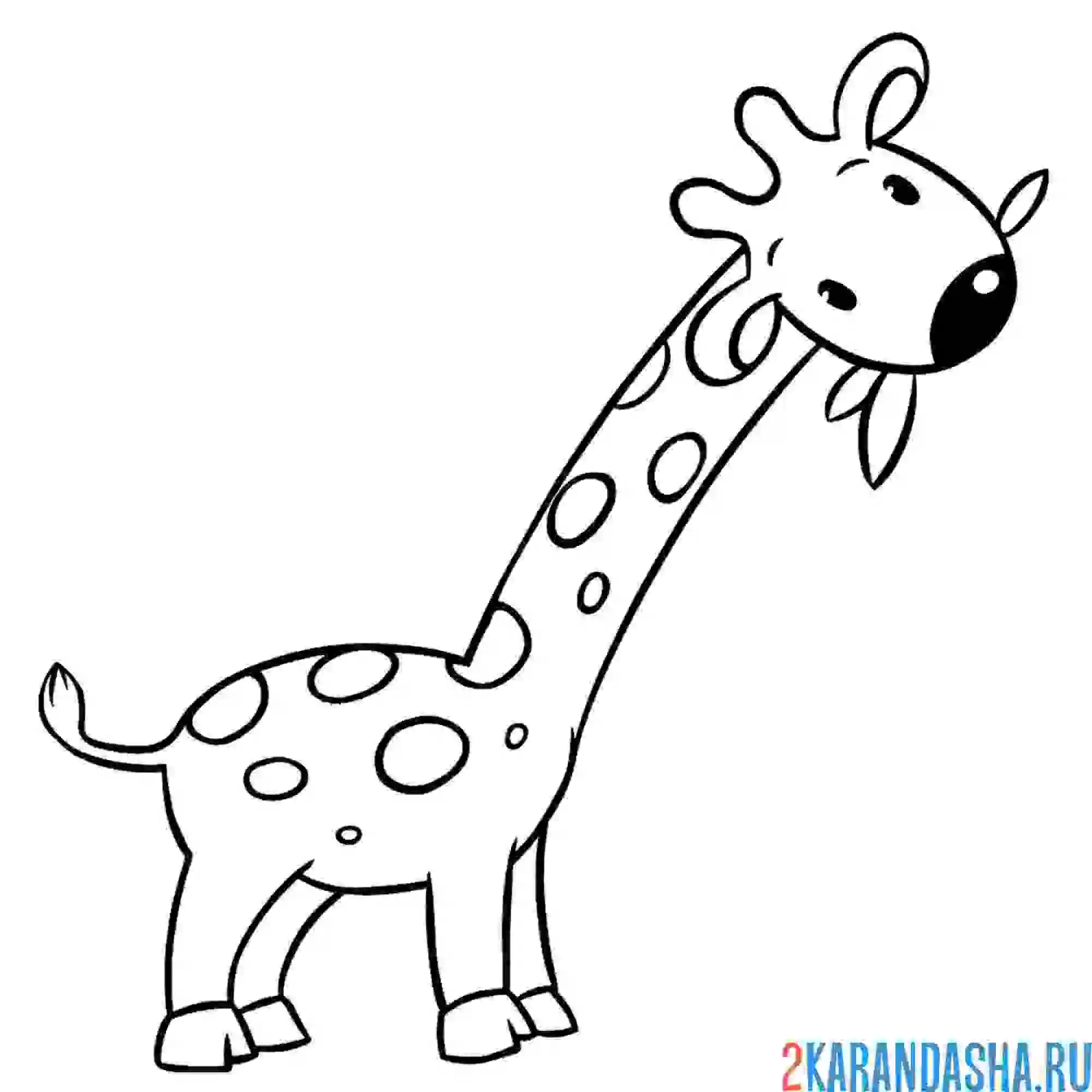Раскраска жираф