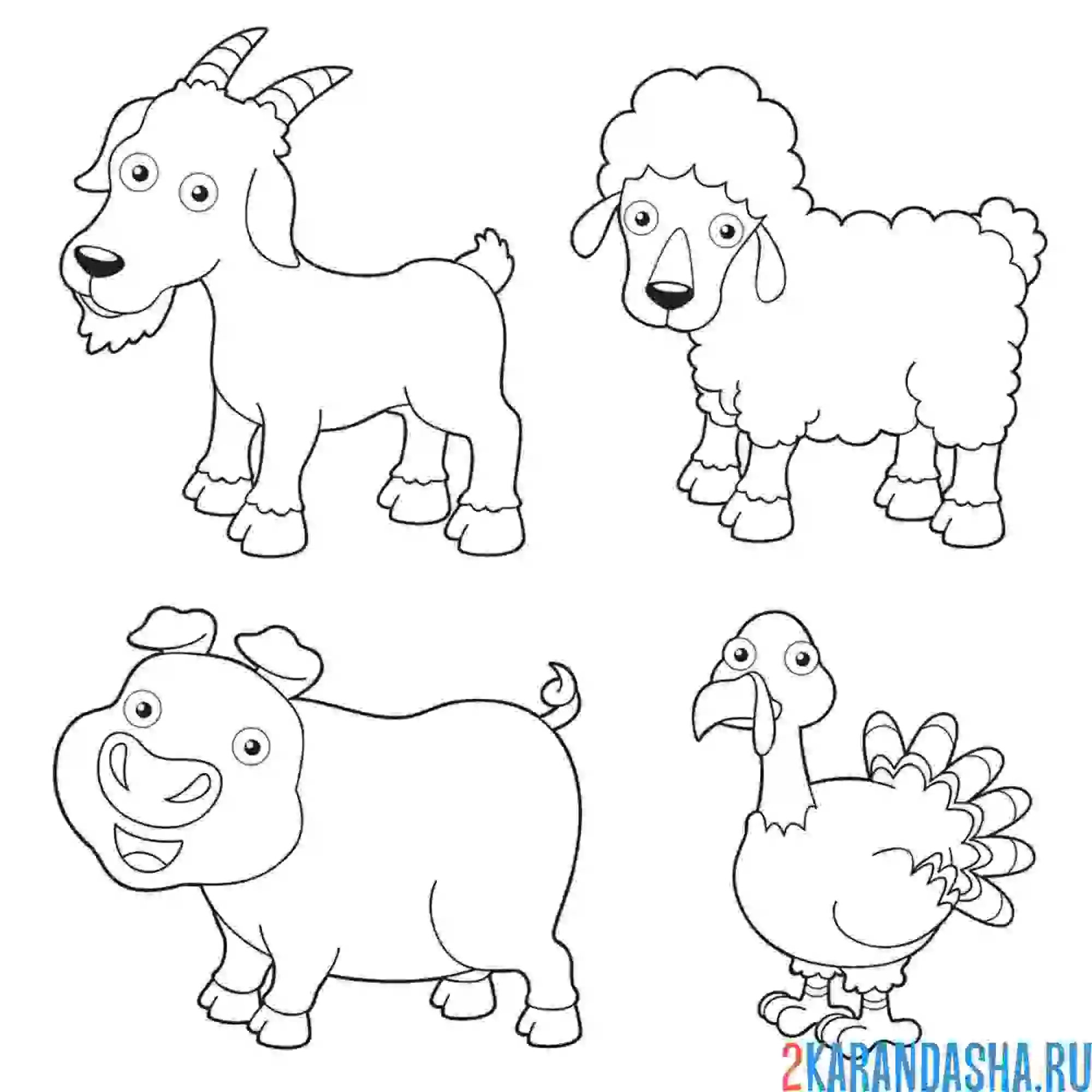 Раскраска животные козел, барашек, свинка, индюшка