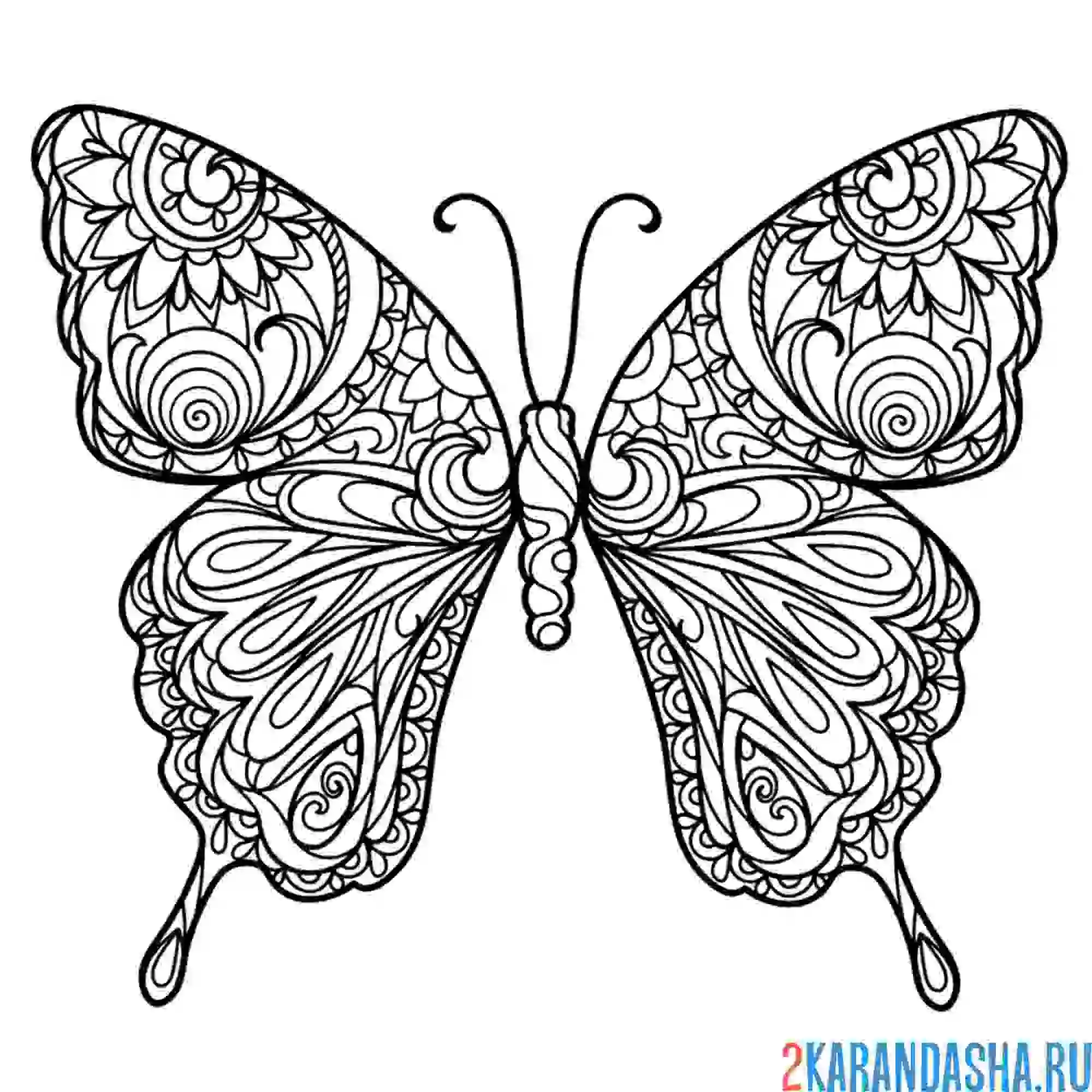 Раскраска красивая бабочка антистресс