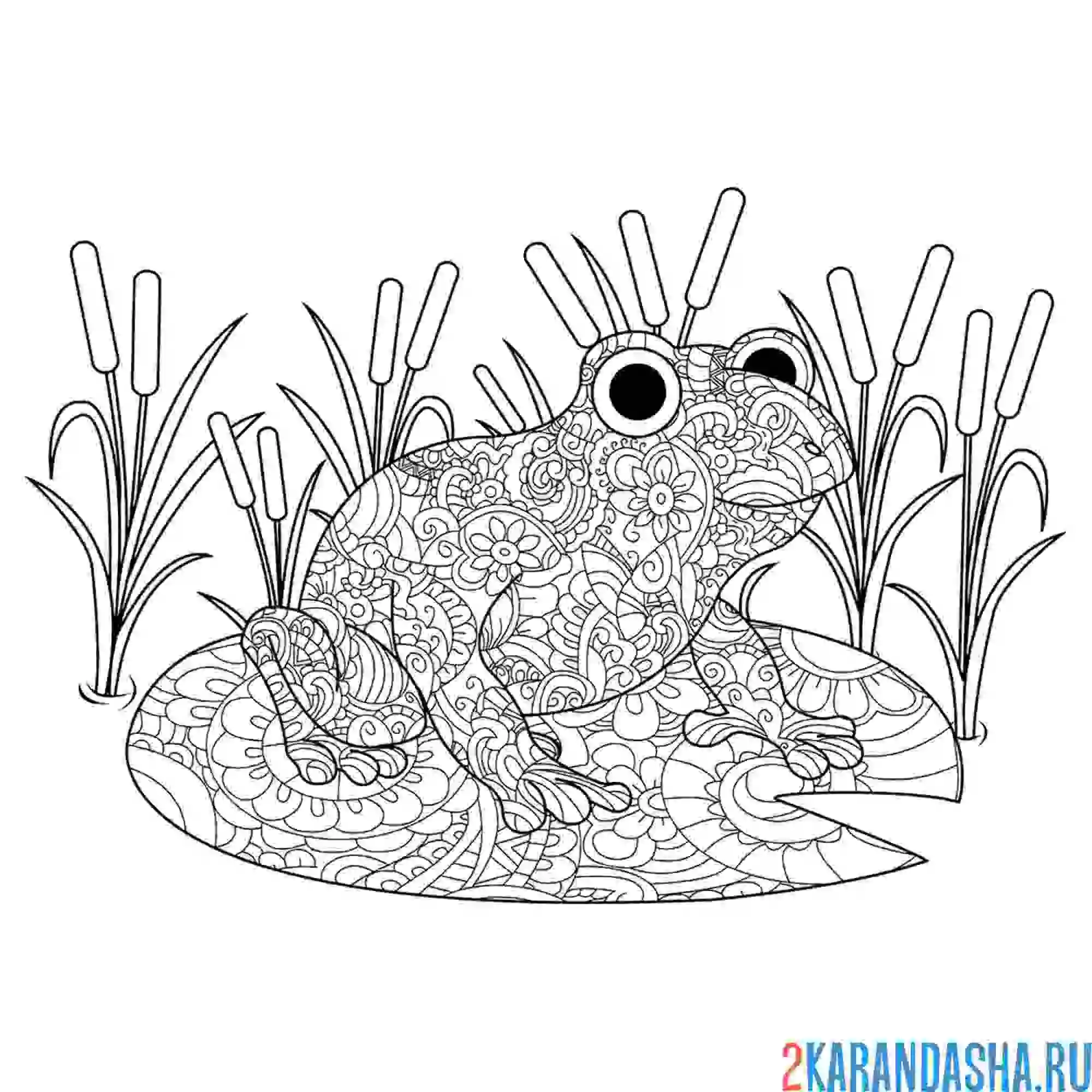 Раскраска забавная лягушка антистресс