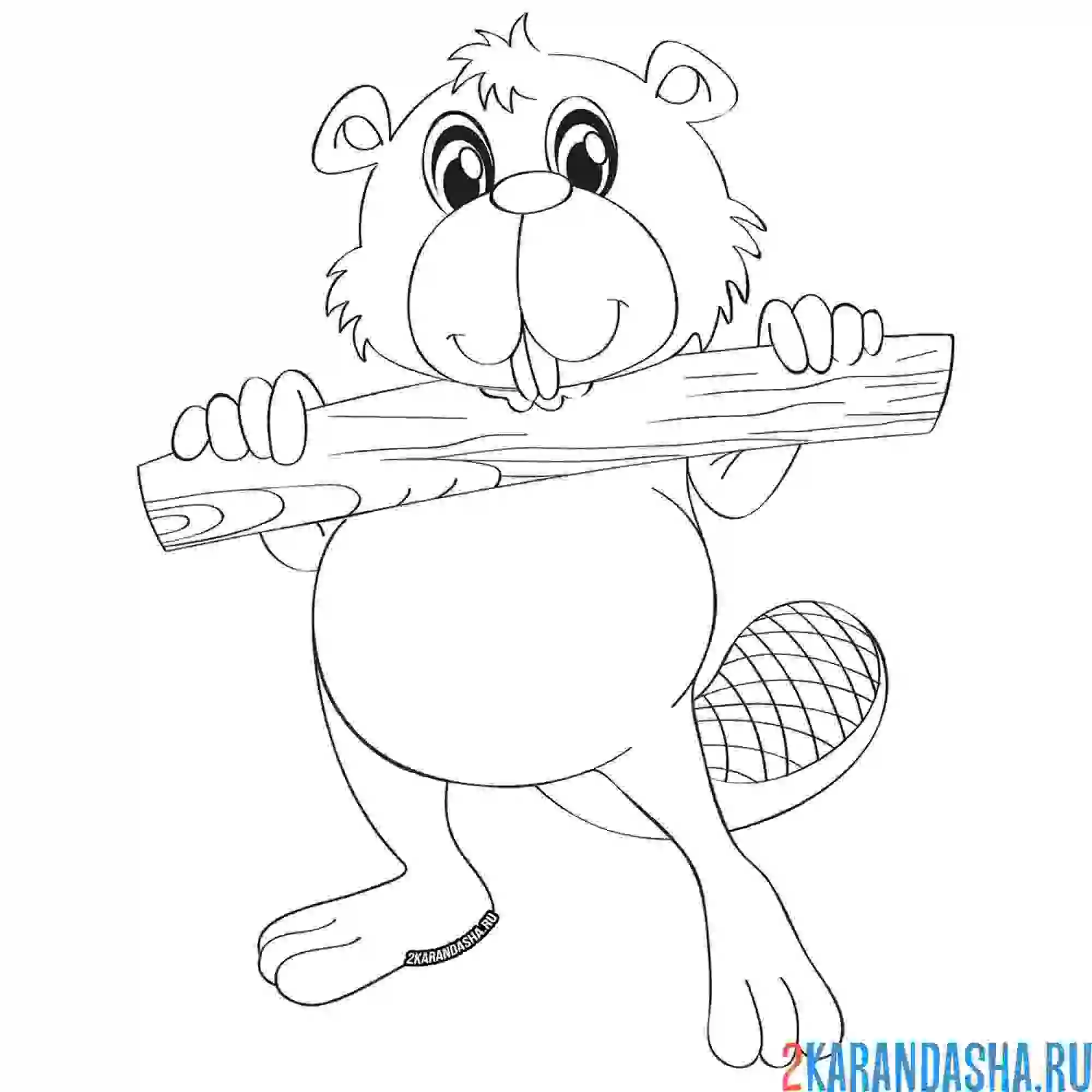 Раскраска довольный бобер