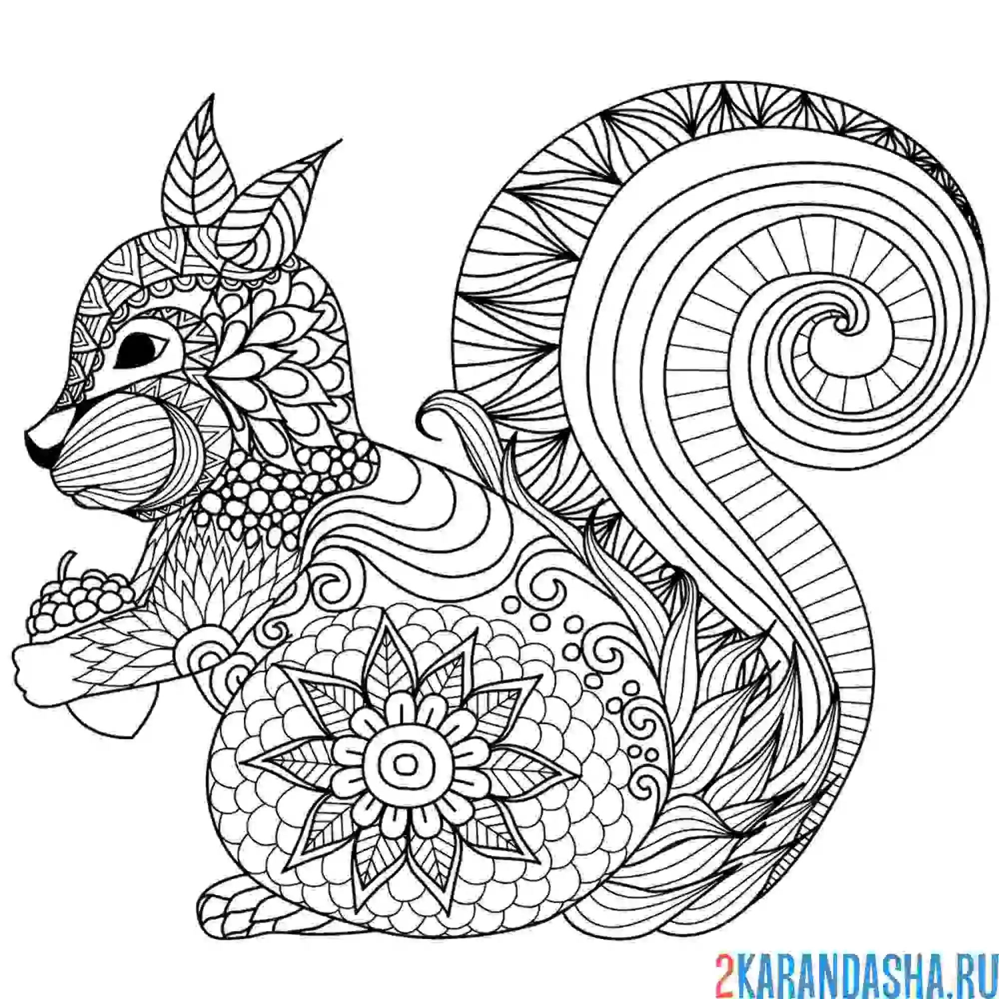 Раскраска белочка с орешком животное антистресс