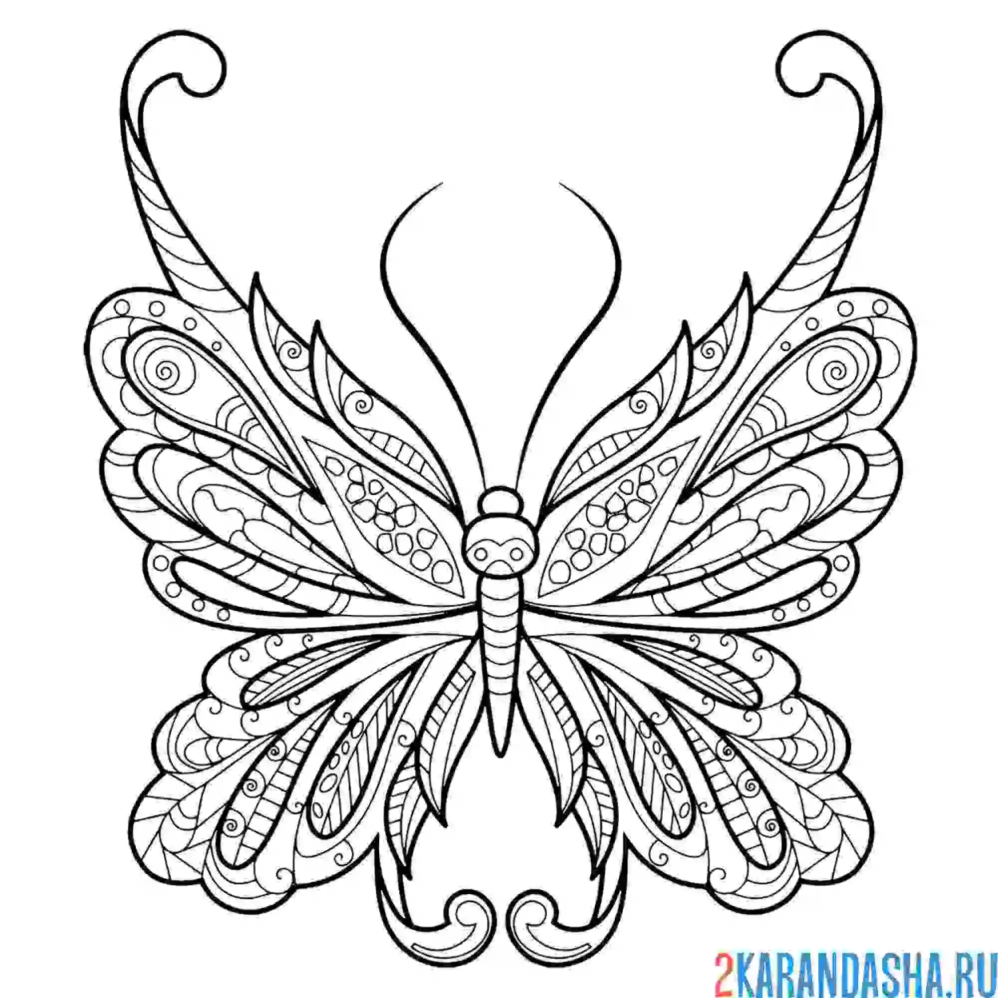 Раскраска чудесная бабочка