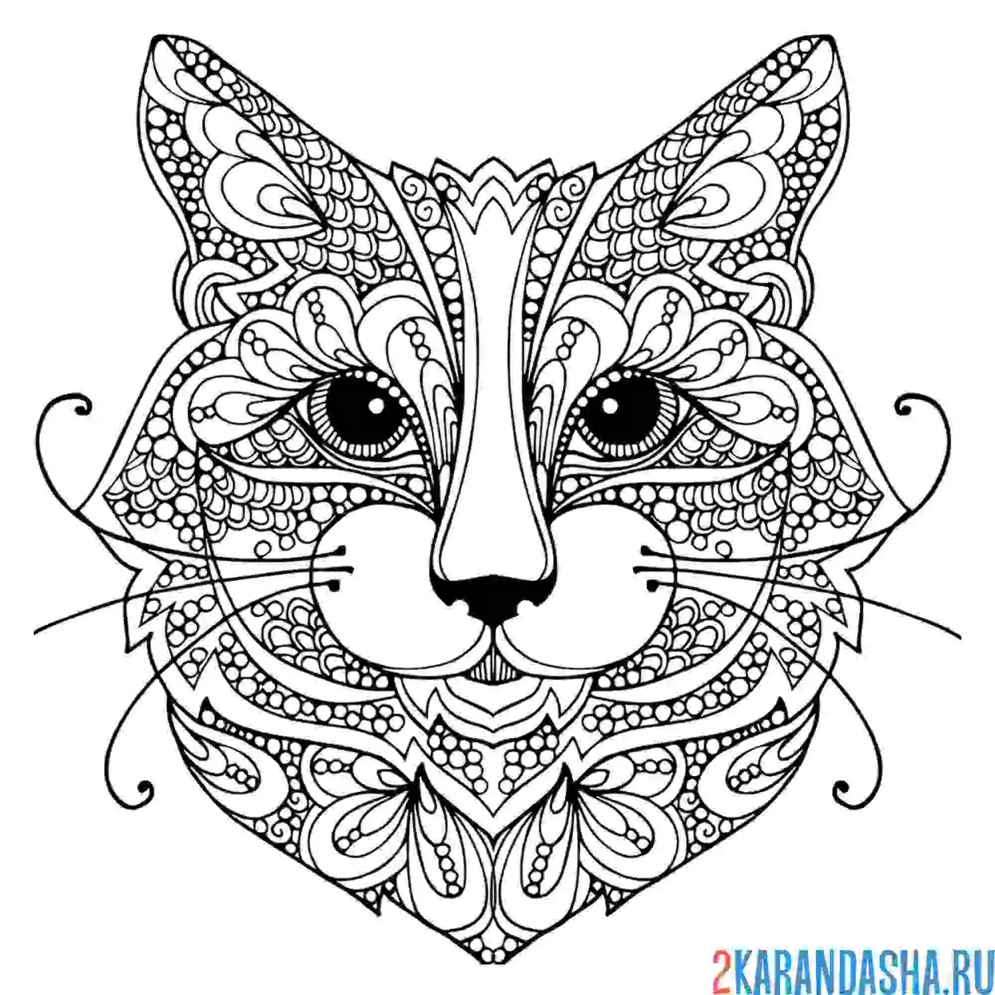 Раскраска усатый котик