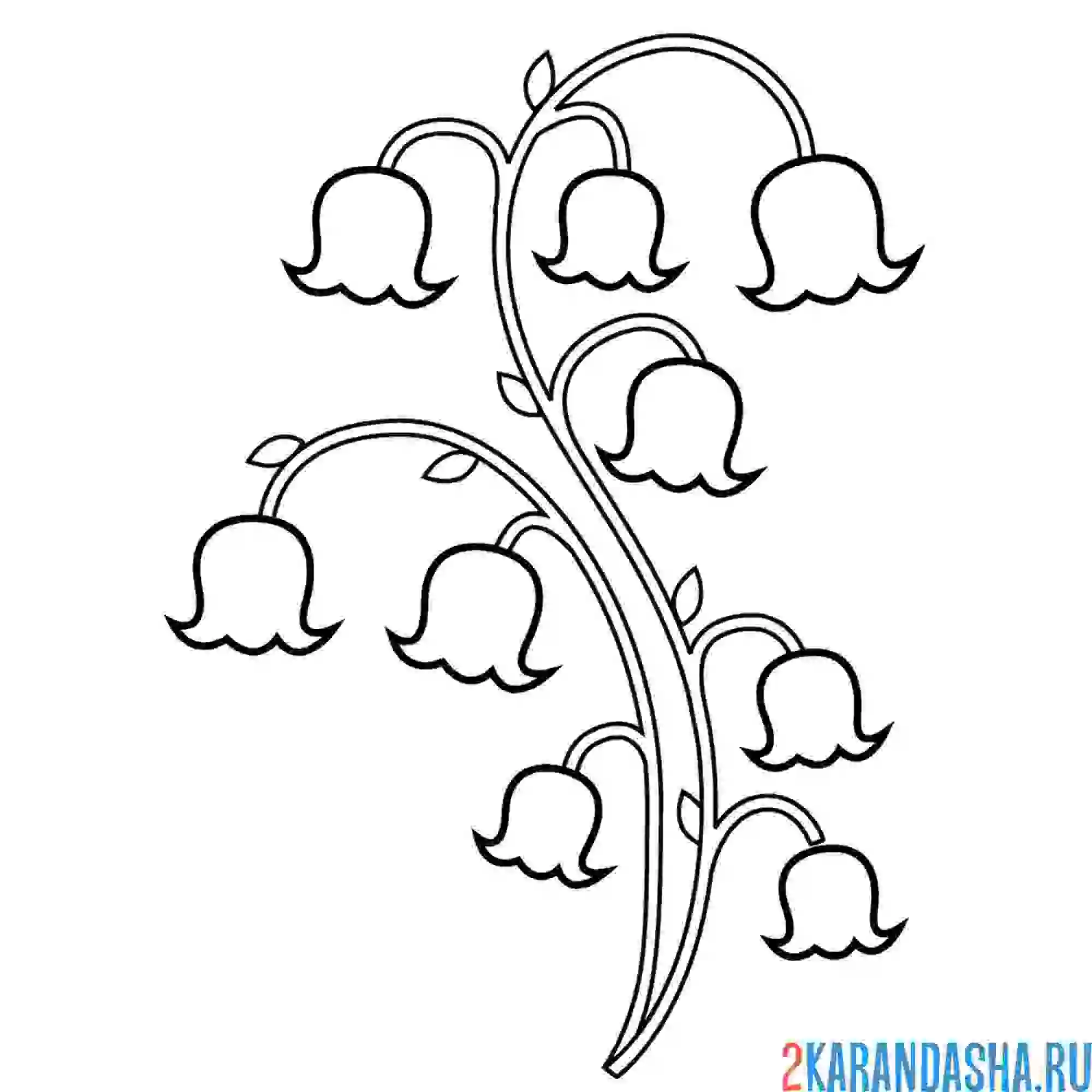Раскраска ландыши весенние