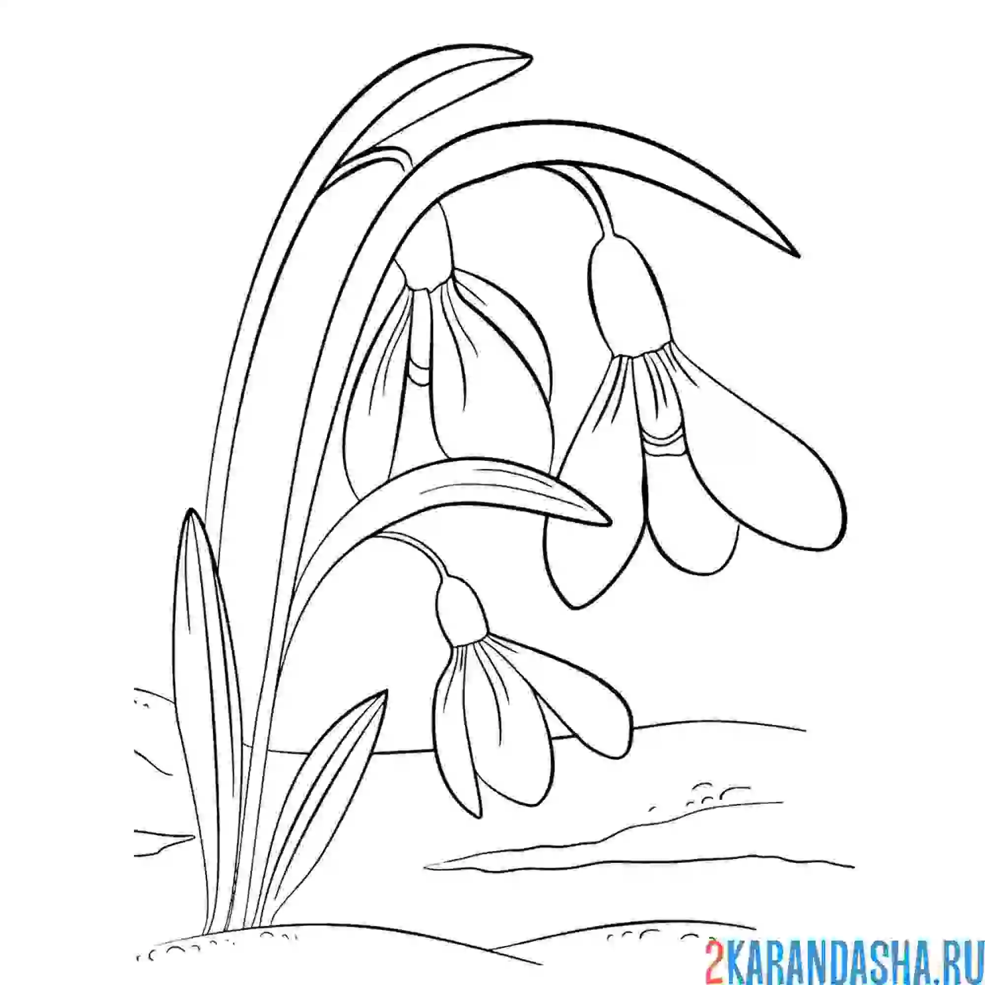 Раскраска подснежники весенние цветы