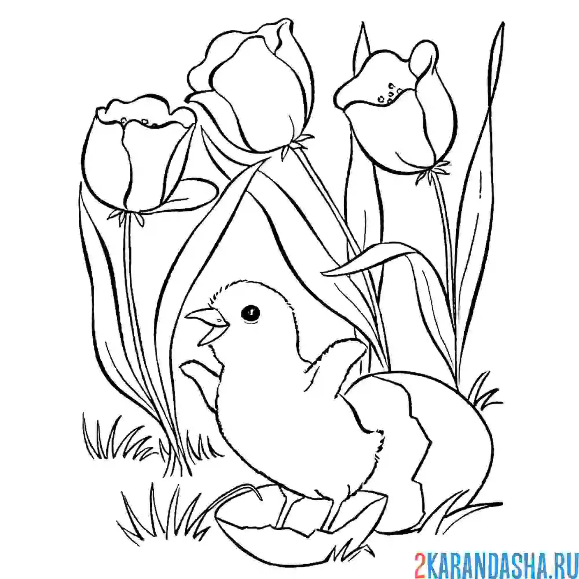 Раскраска тюльпаны весенние цветы и птенец