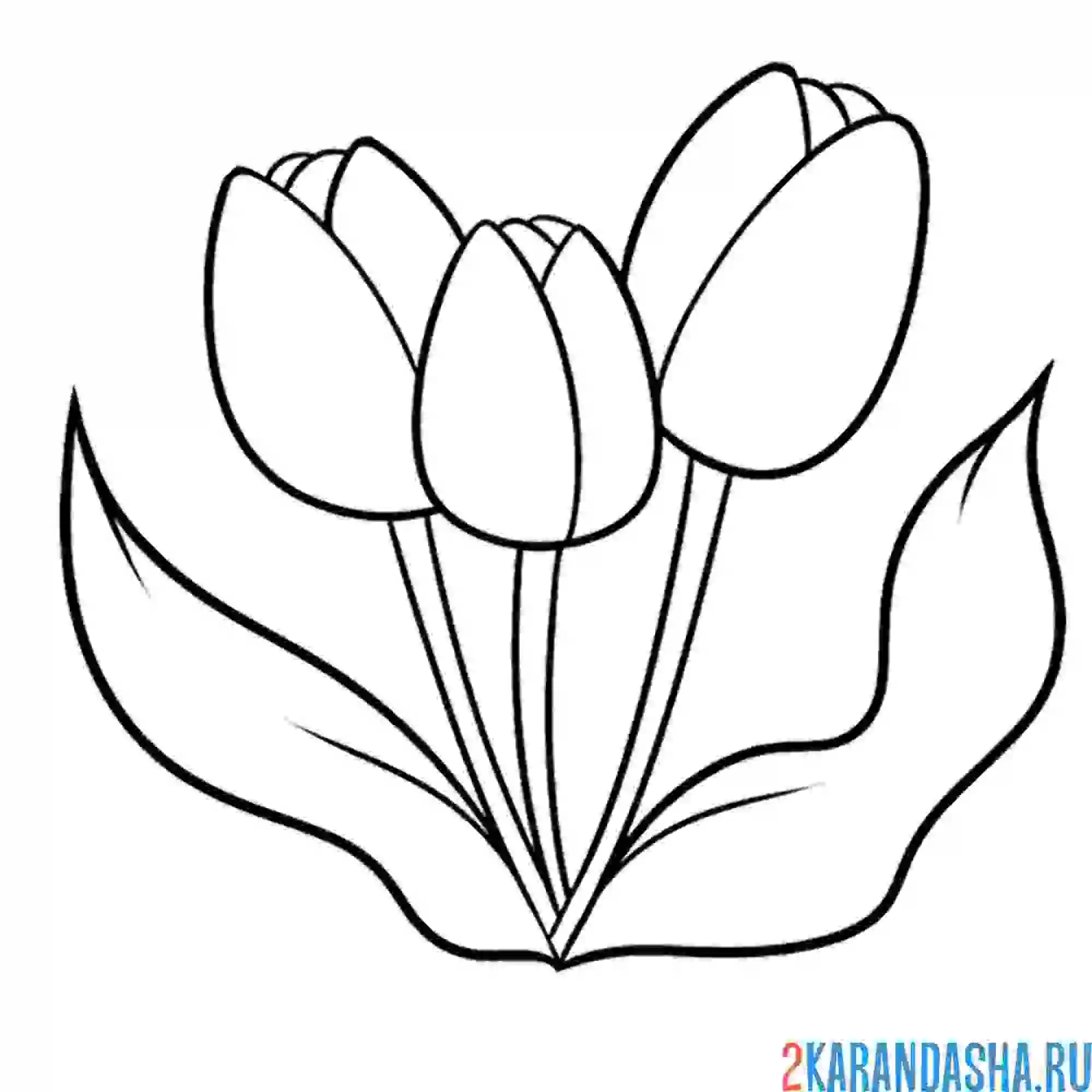 Раскраска весенние цветы тюльпаны