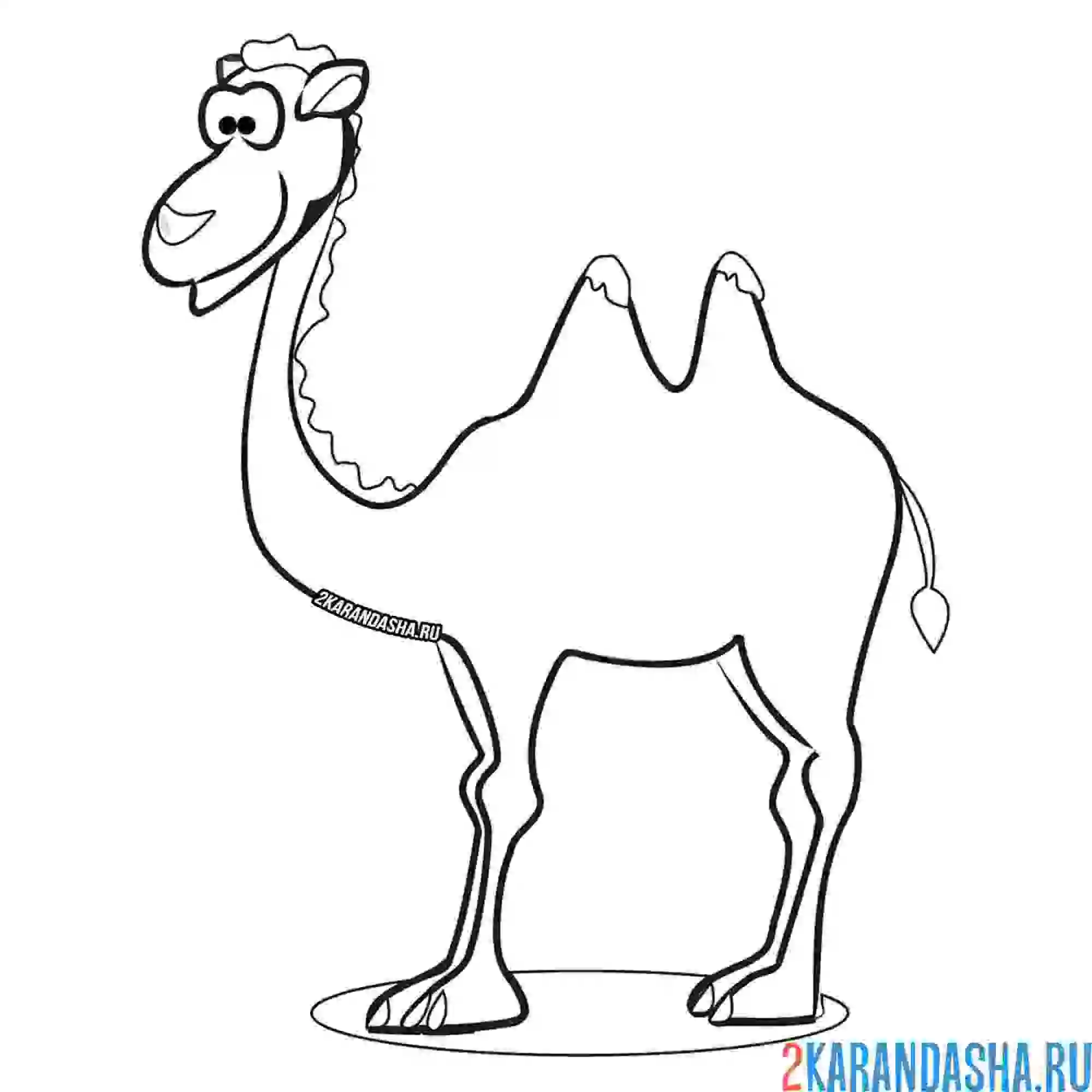 Раскраска забавный верблюд