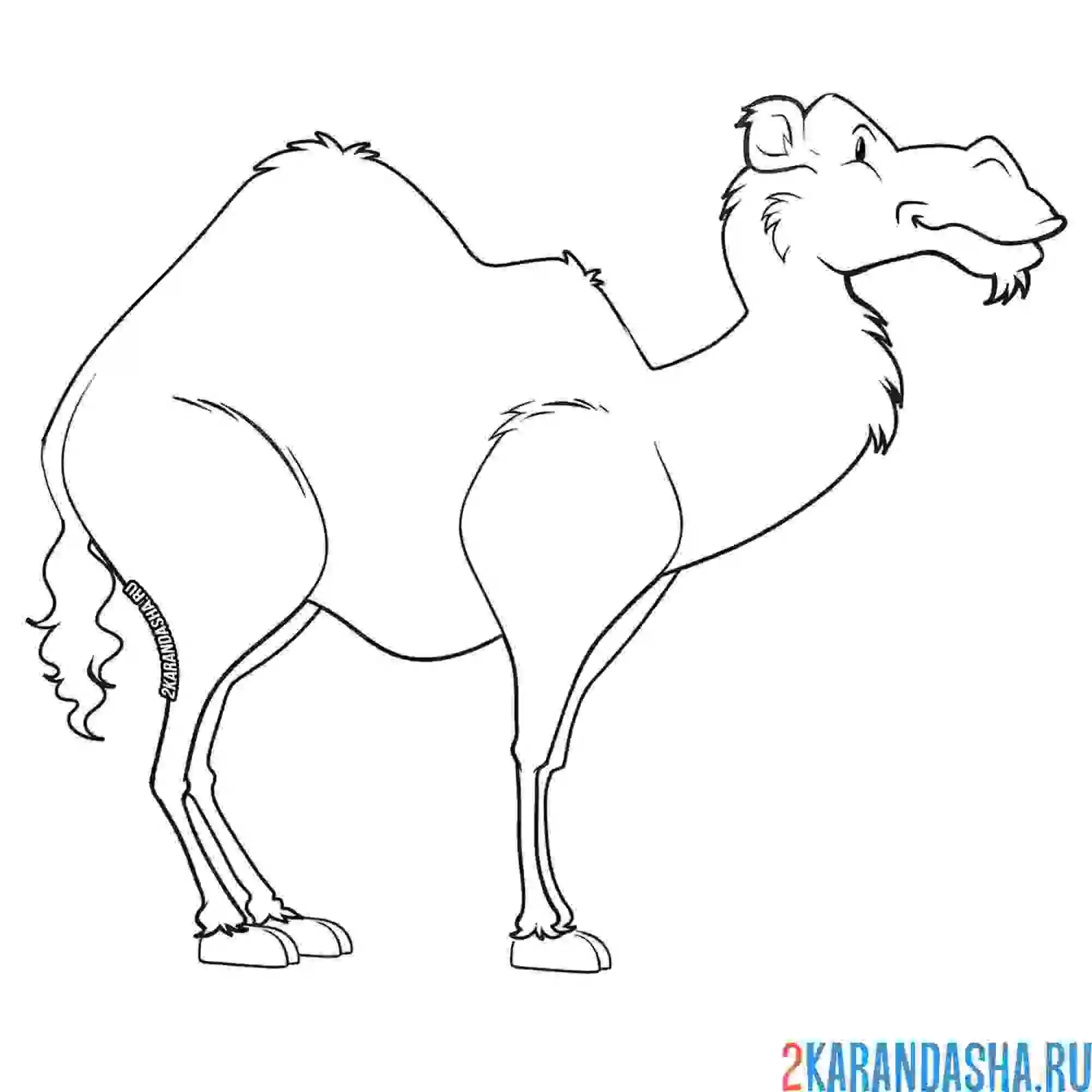 Раскраска строгий верблюд
