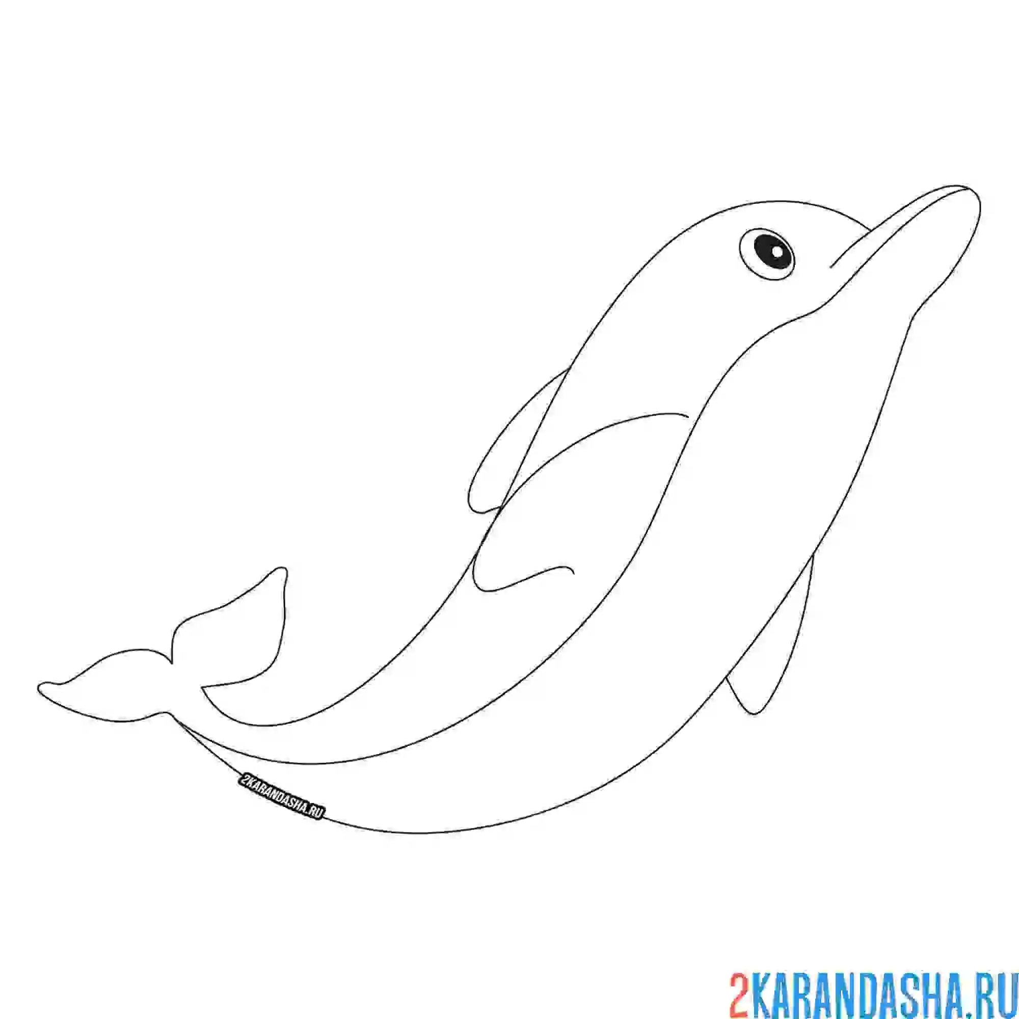 Раскраска дельфин смотрит вверх