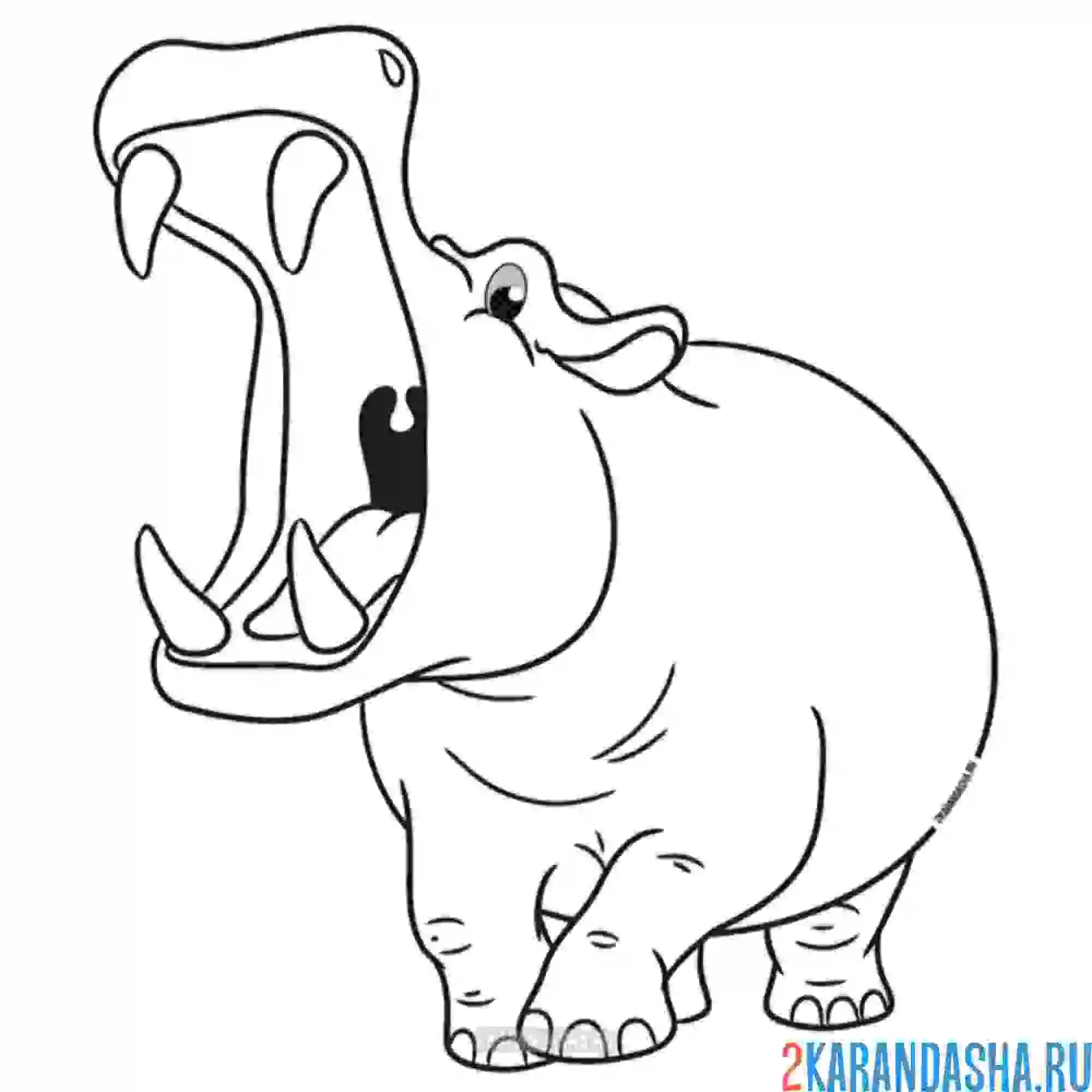 Раскраска реальный бегемот