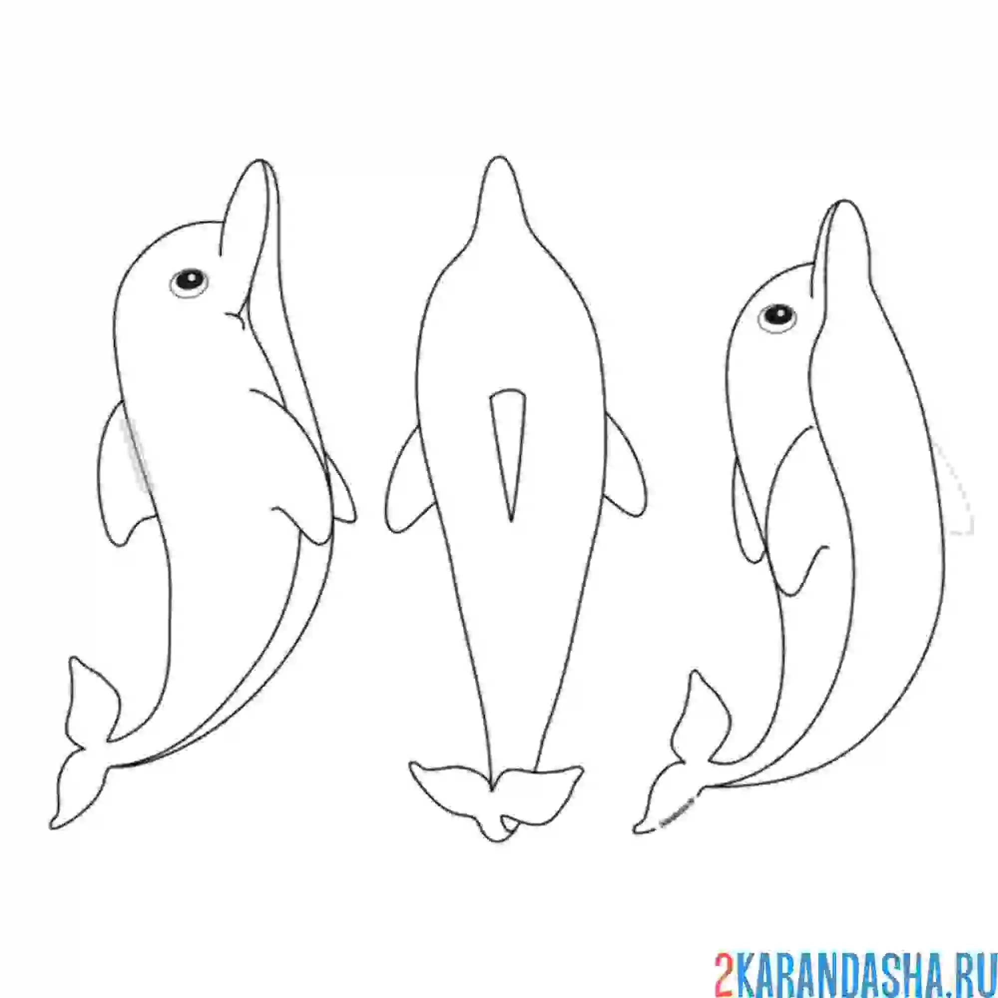 Раскраска с разных сторон дельфины