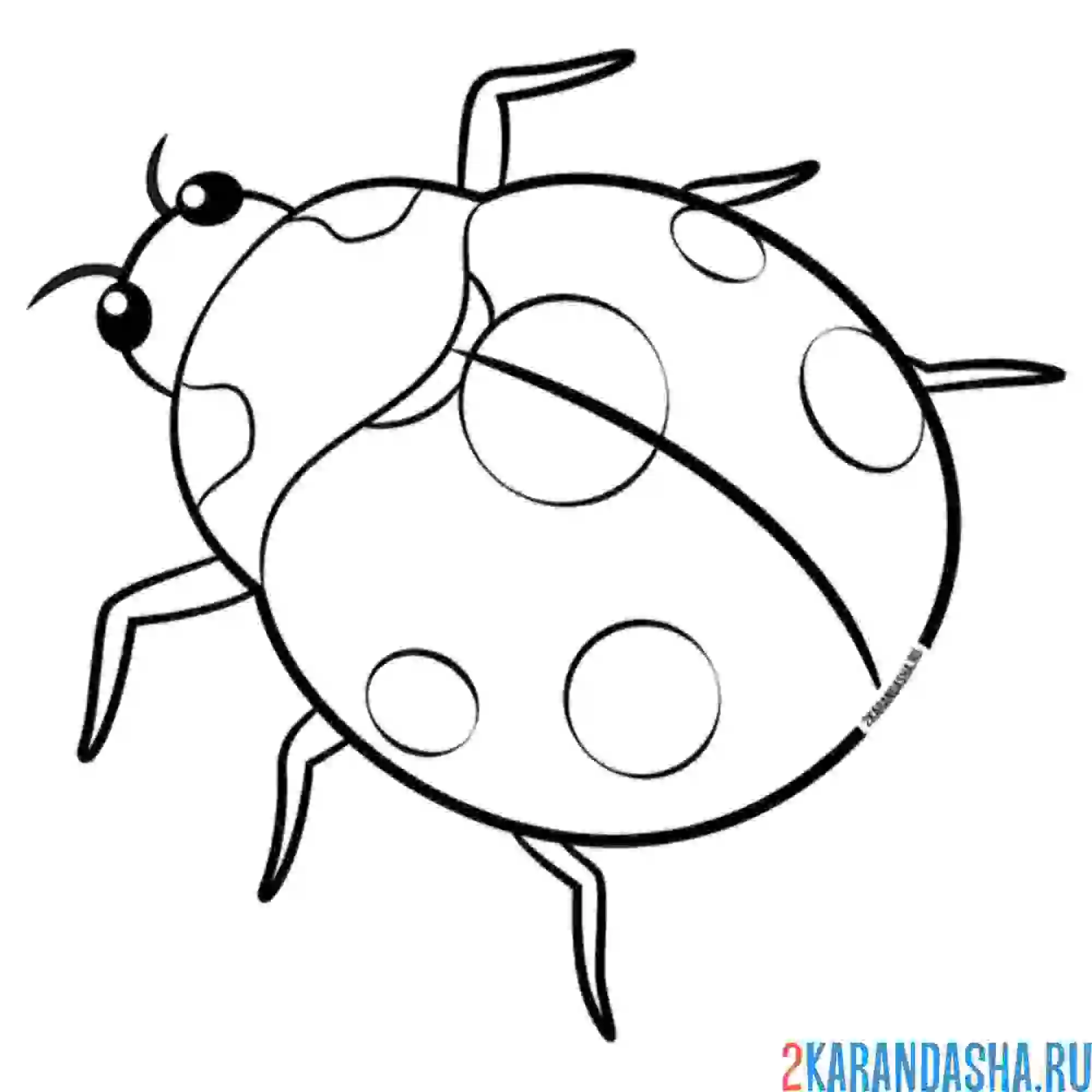 Раскраска как настоящая божья коровка