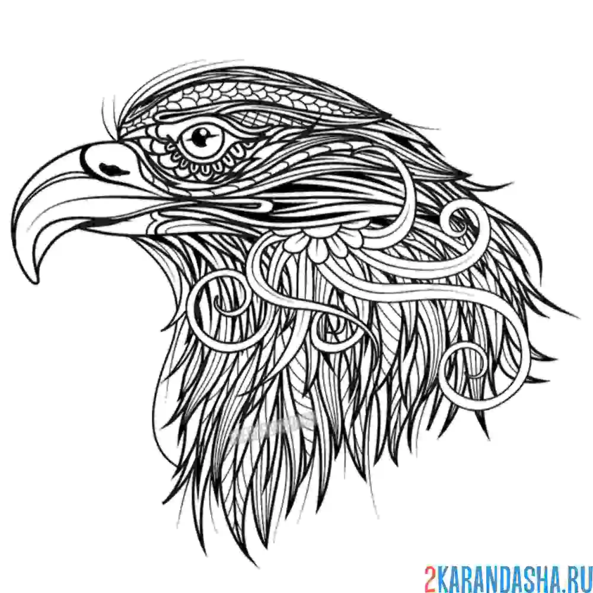 Раскраска красивый орел