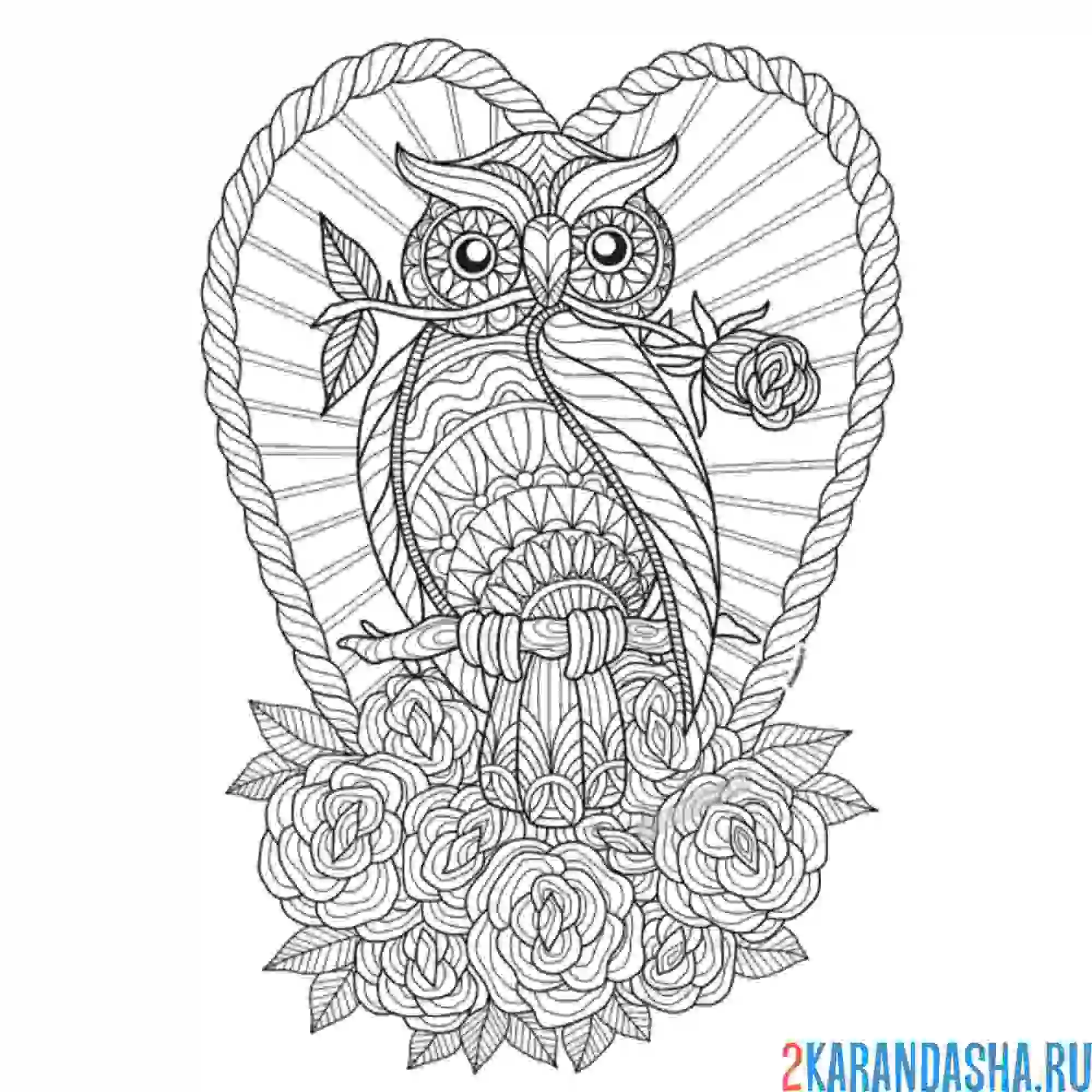 Раскраска сова в цветах