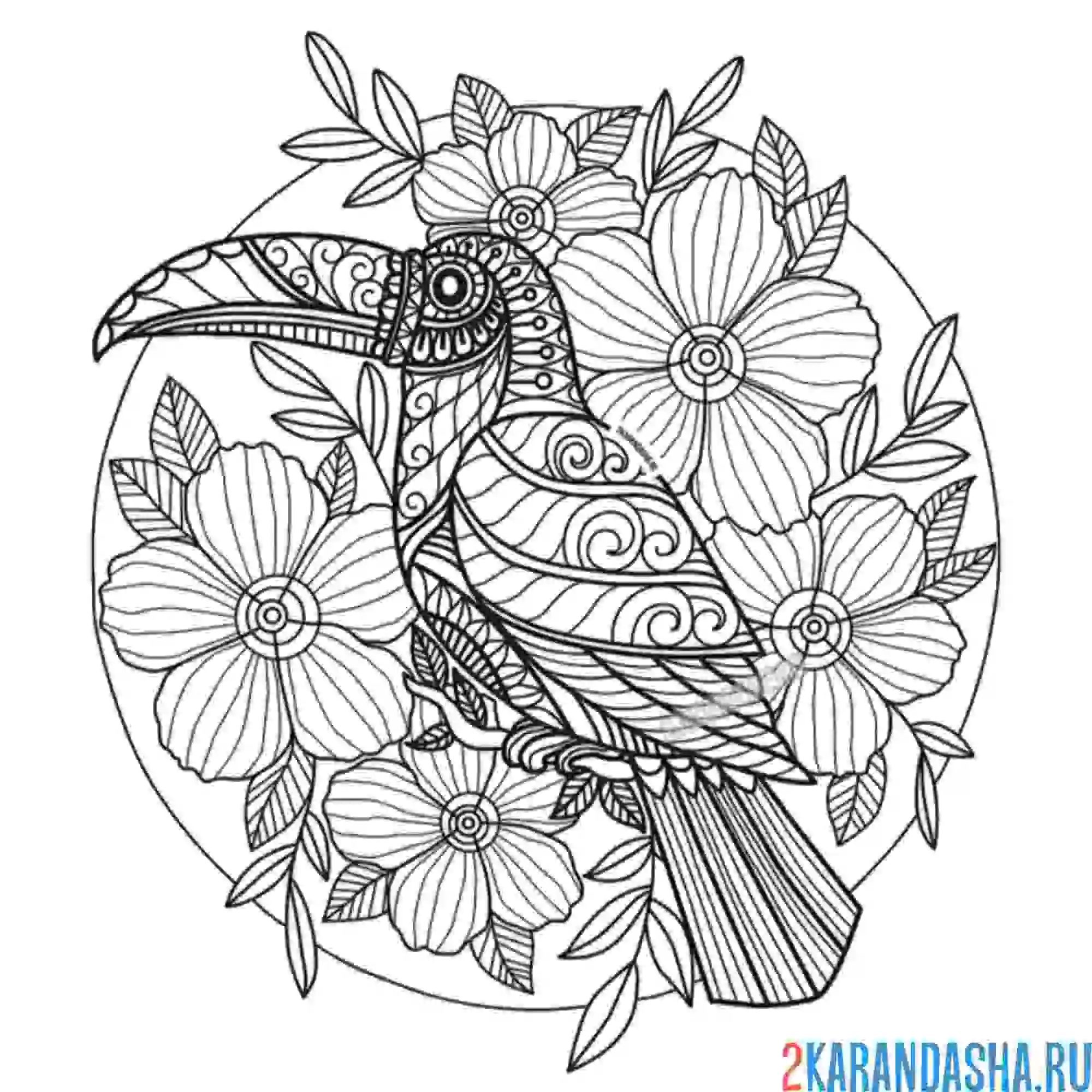 Раскраска птица тукан