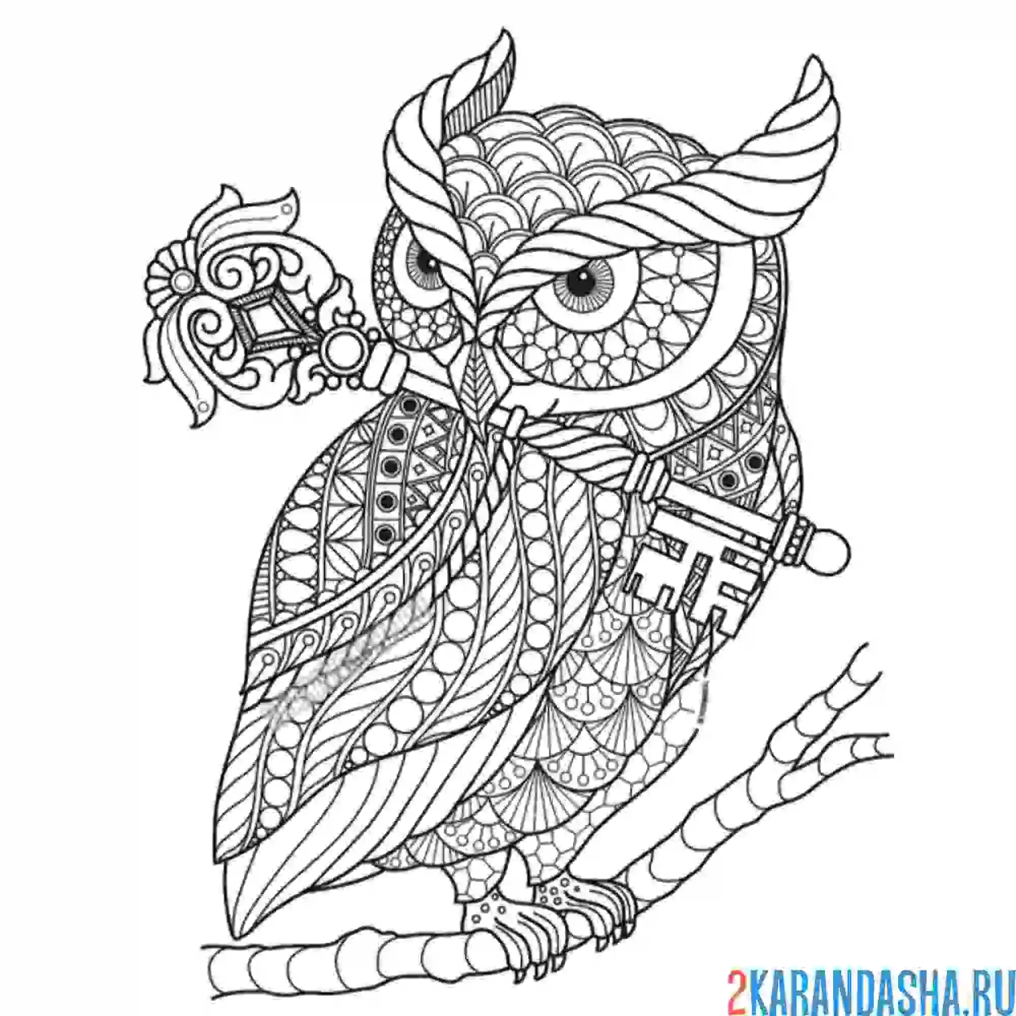 Раскраска красивая сова с ключом