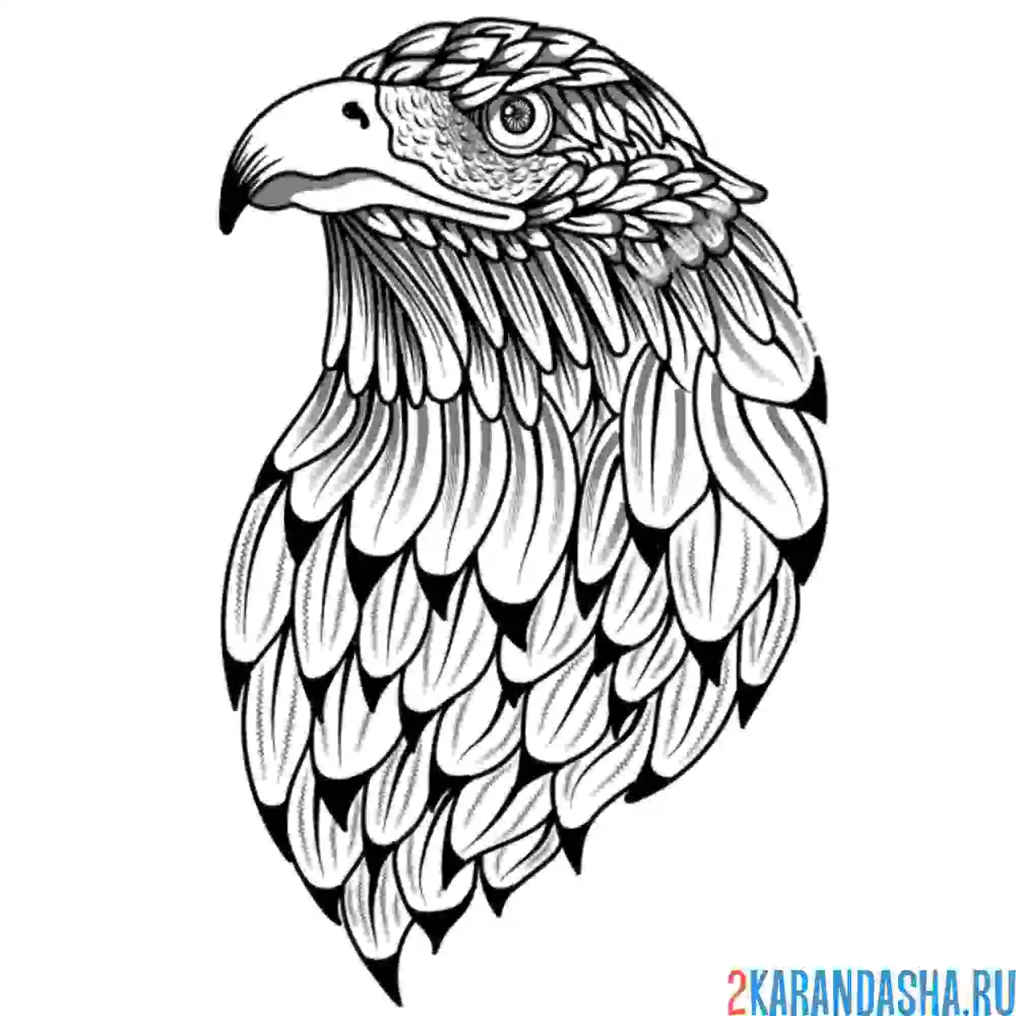 Раскраска красавец орел
