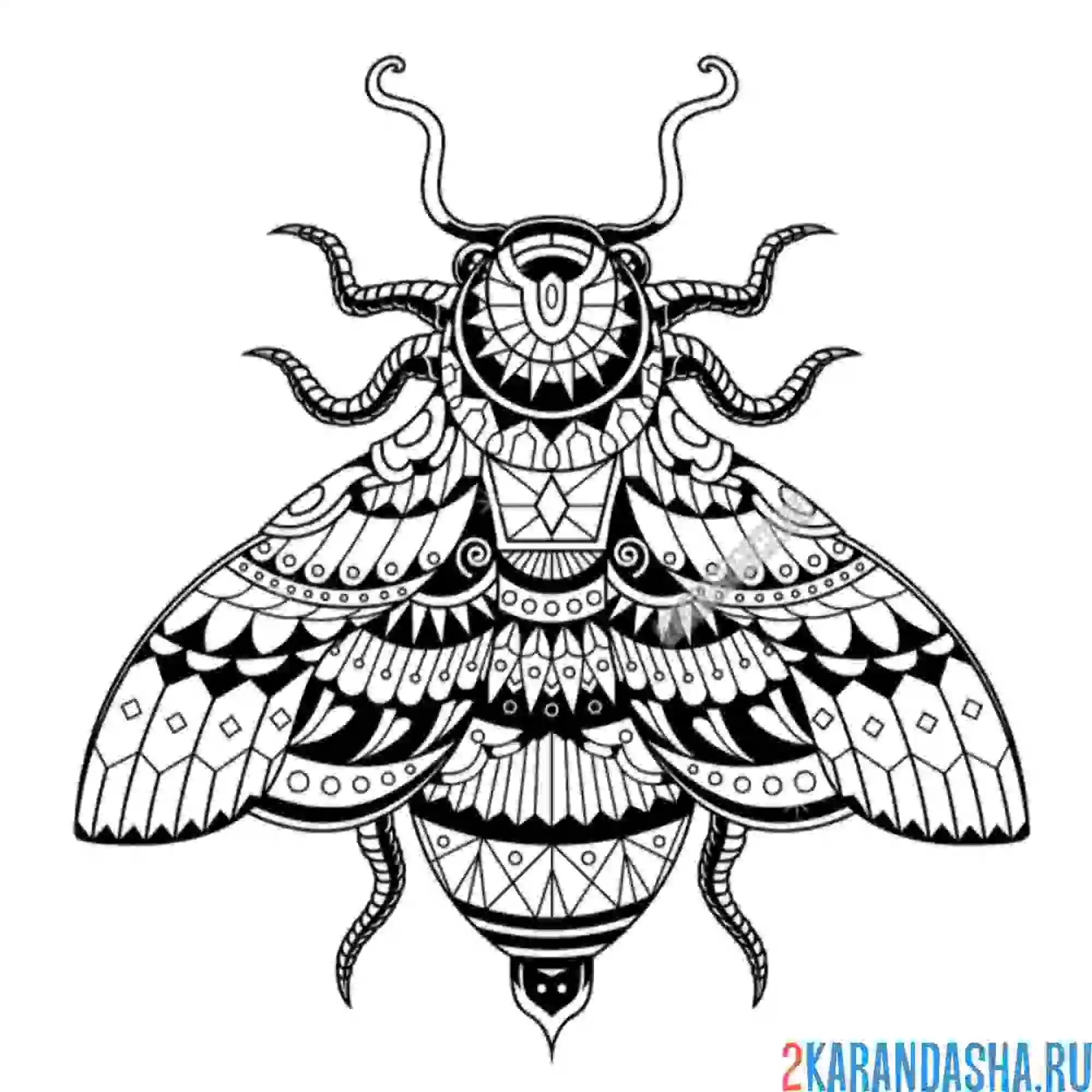 Раскраска насекомое муха