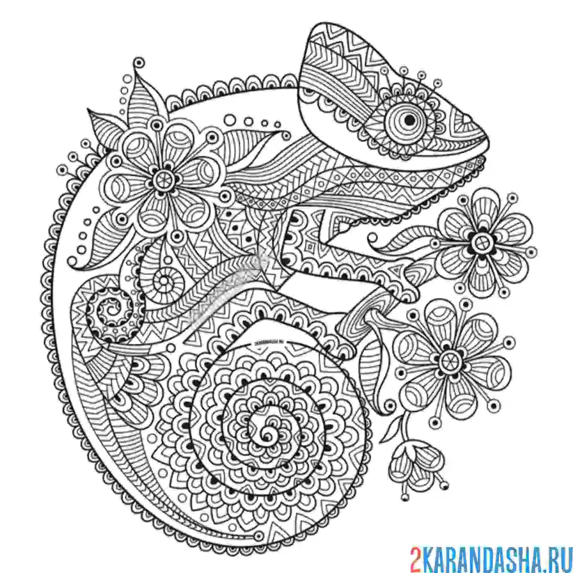 Раскраска хамелеон