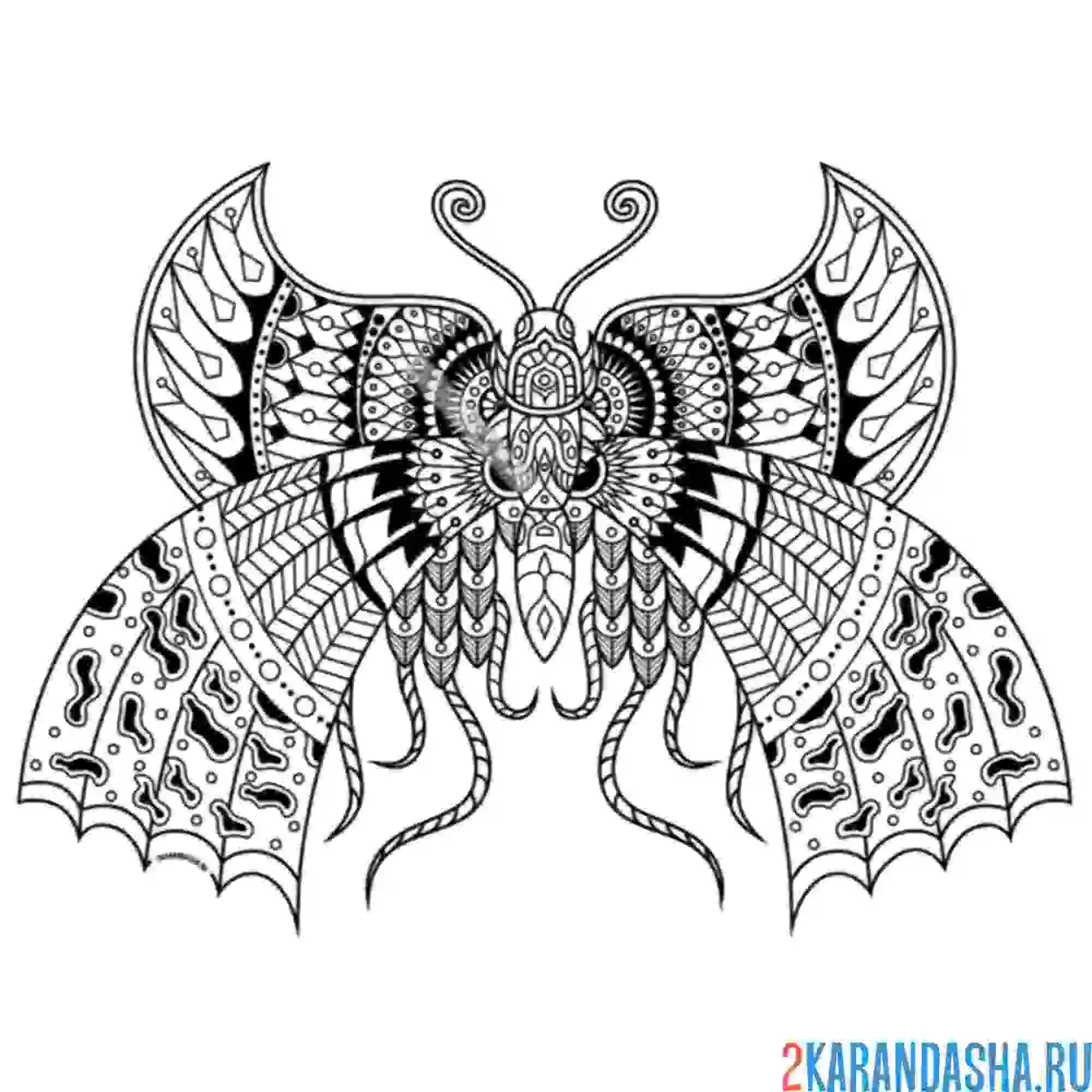 Раскраска бабочка с большими крыльями