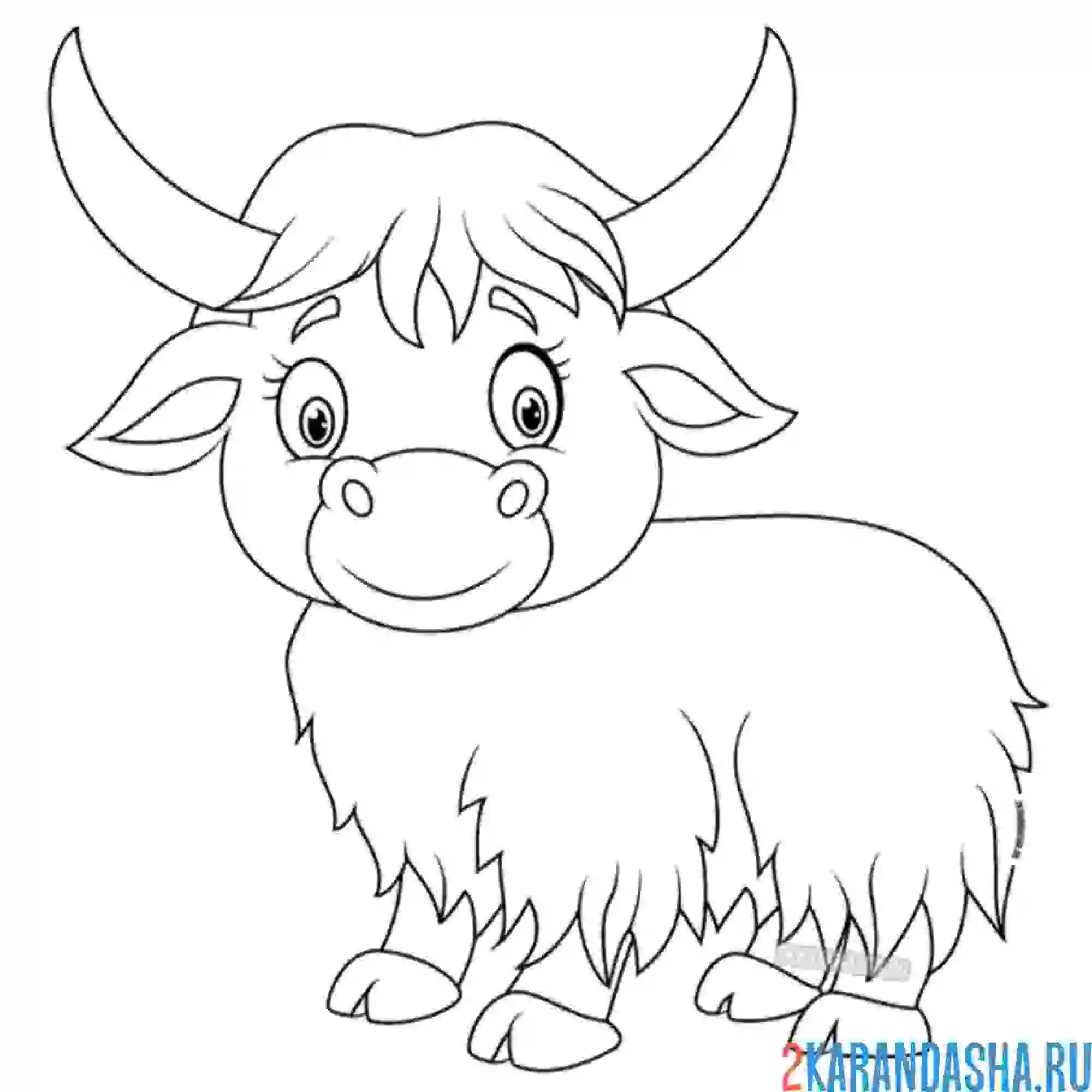 Раскраска маленький зубр бык