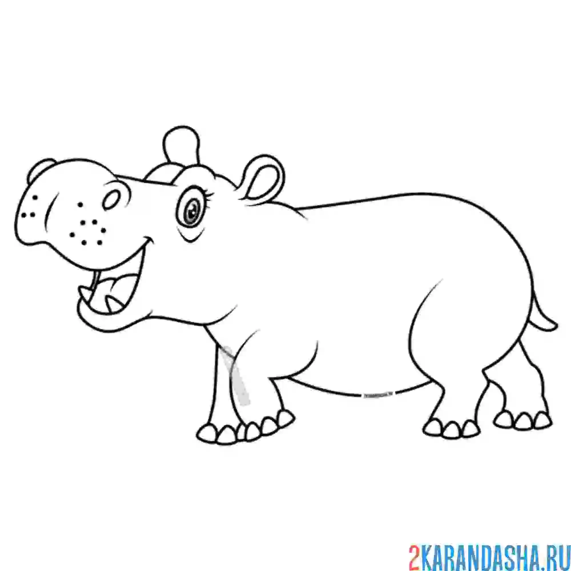 Раскраска пузатенький бегемот
