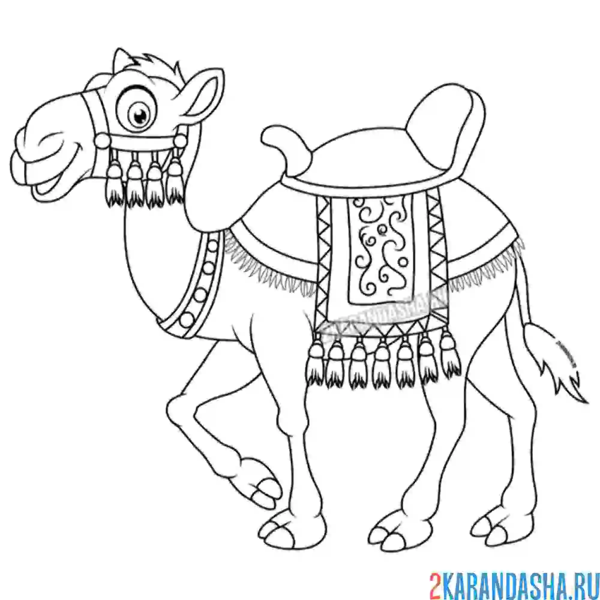 Раскраска красивый арабский верблюд