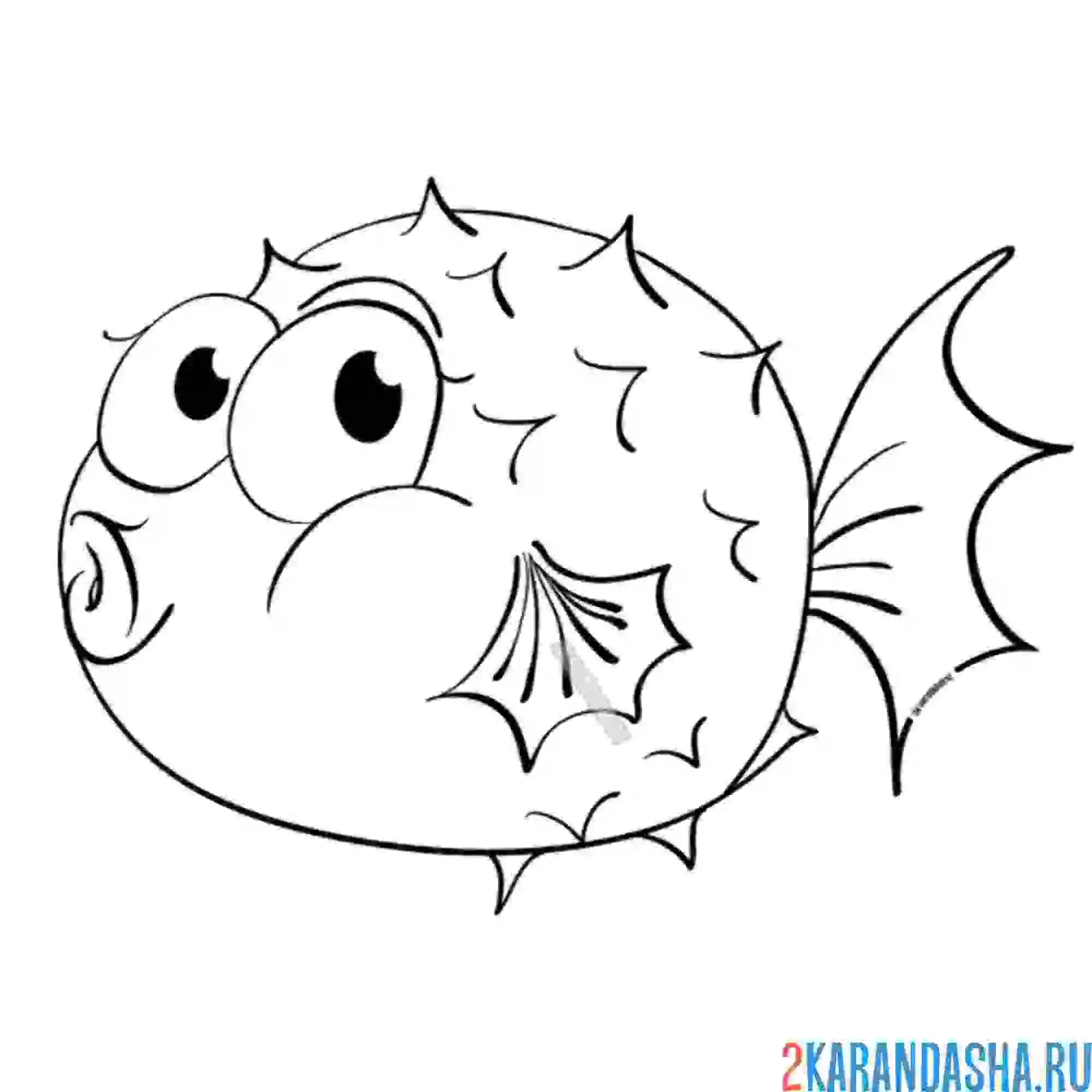 Раскраска еж морской