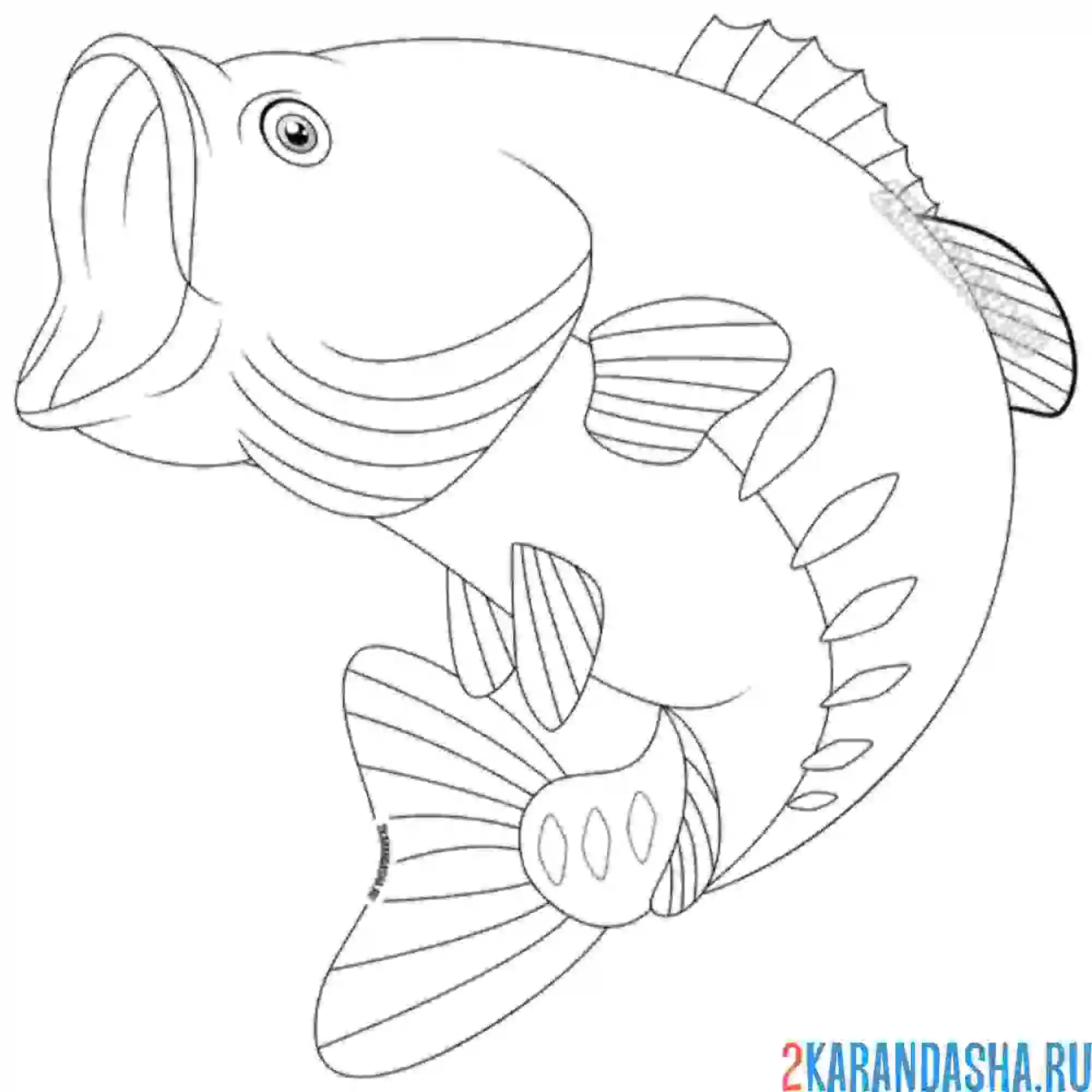 Раскраска речной окунь рыба