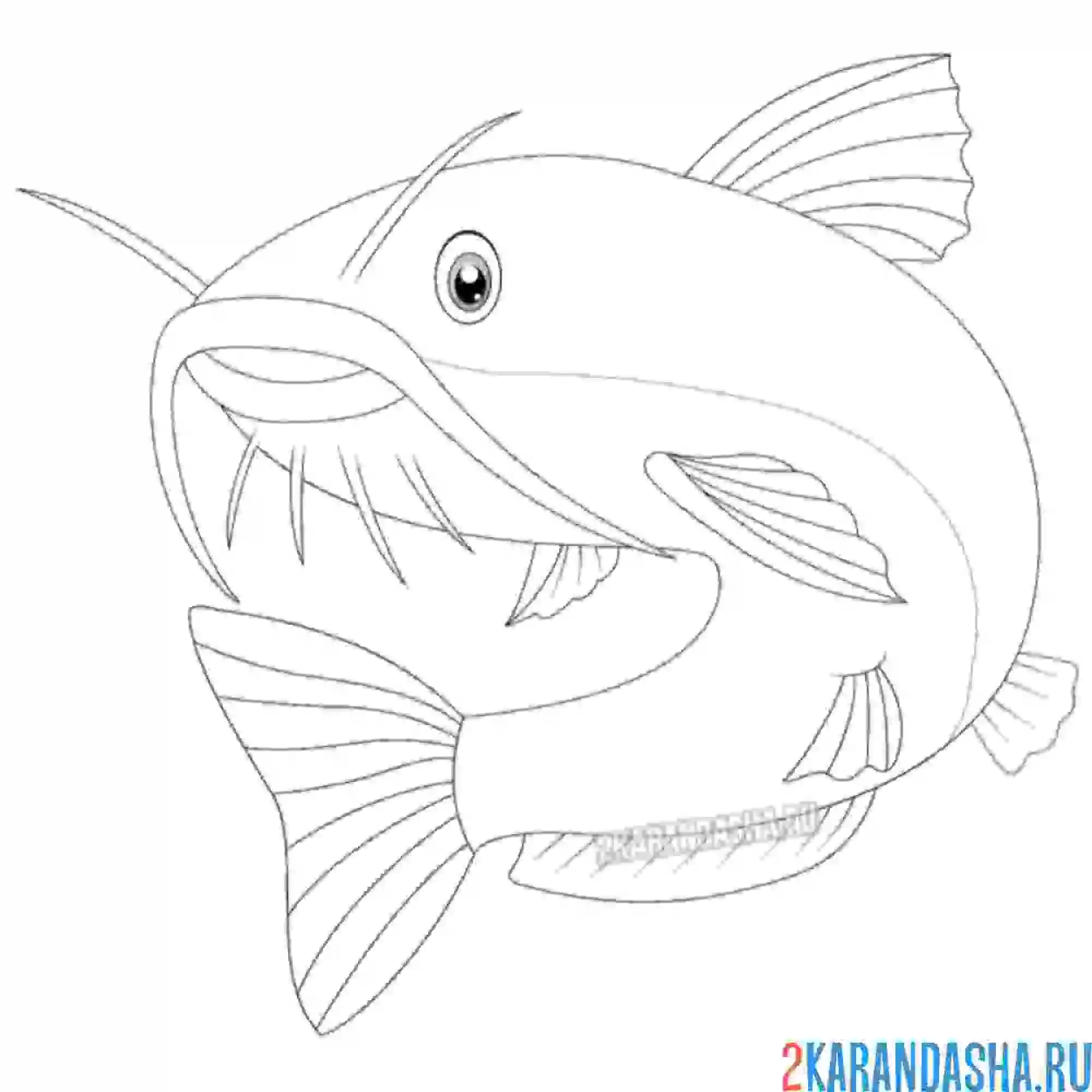 Раскраска большой сом с усами