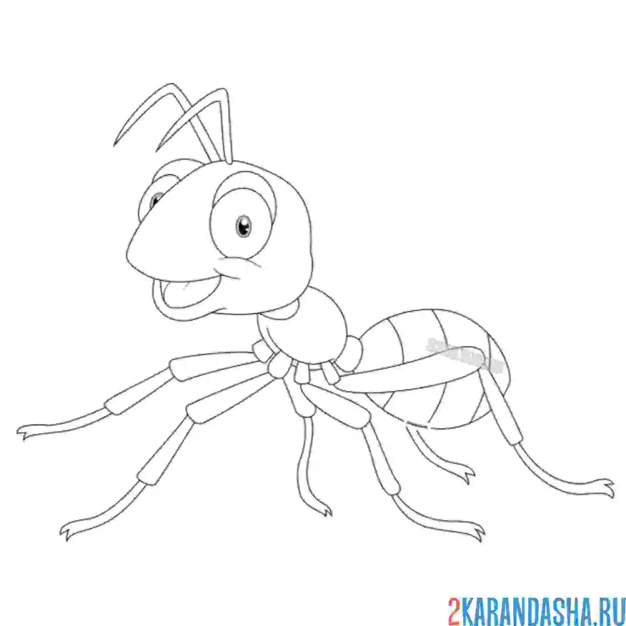 Раскраска красный или огненный муравей