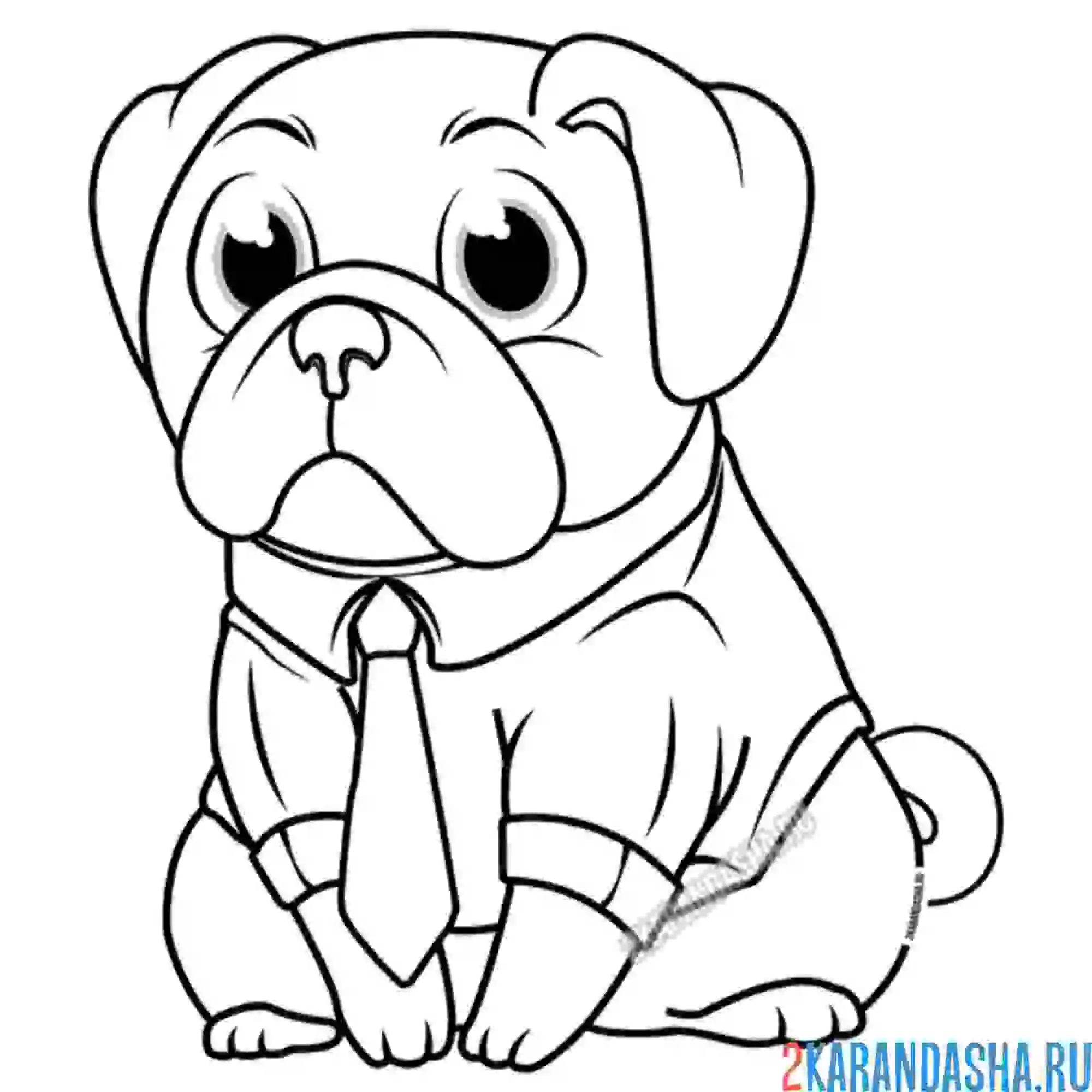 Раскраска деловой мопс